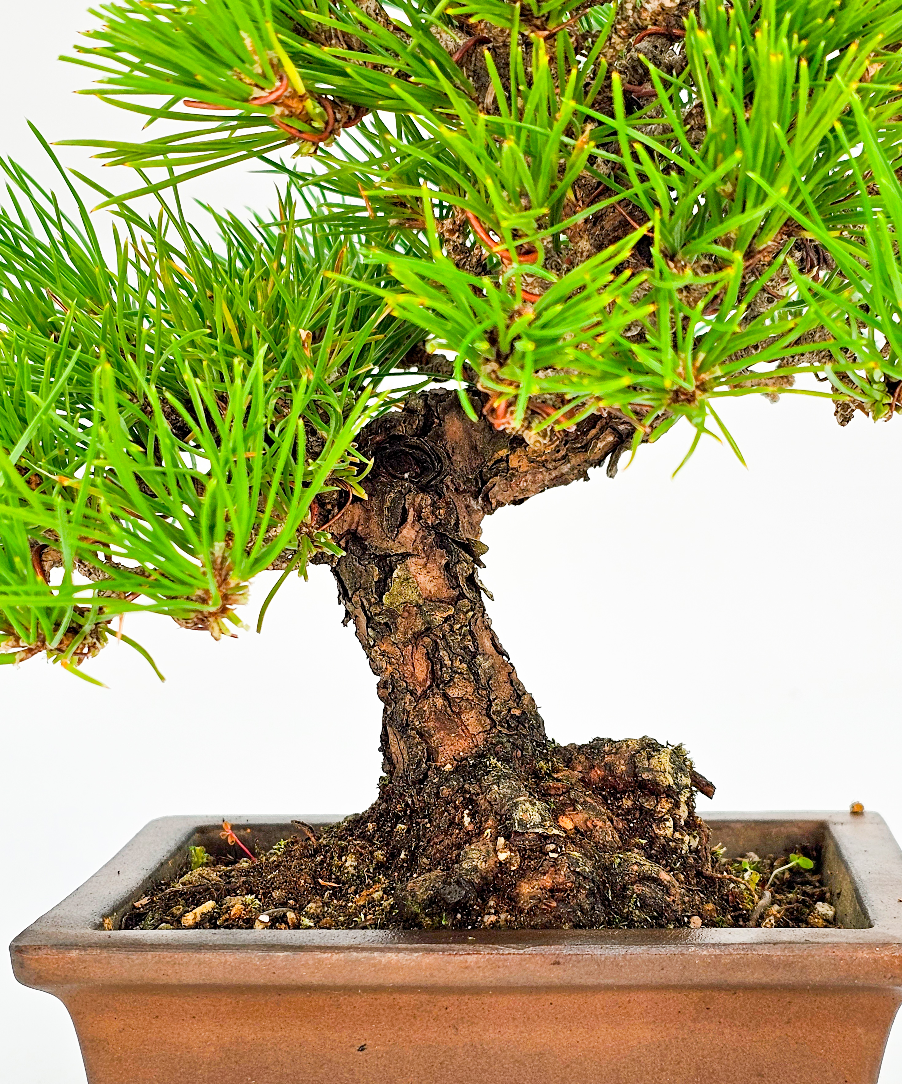 Bonsai Schwarzkiefer - Pinus thunbergii Shohin 16cm