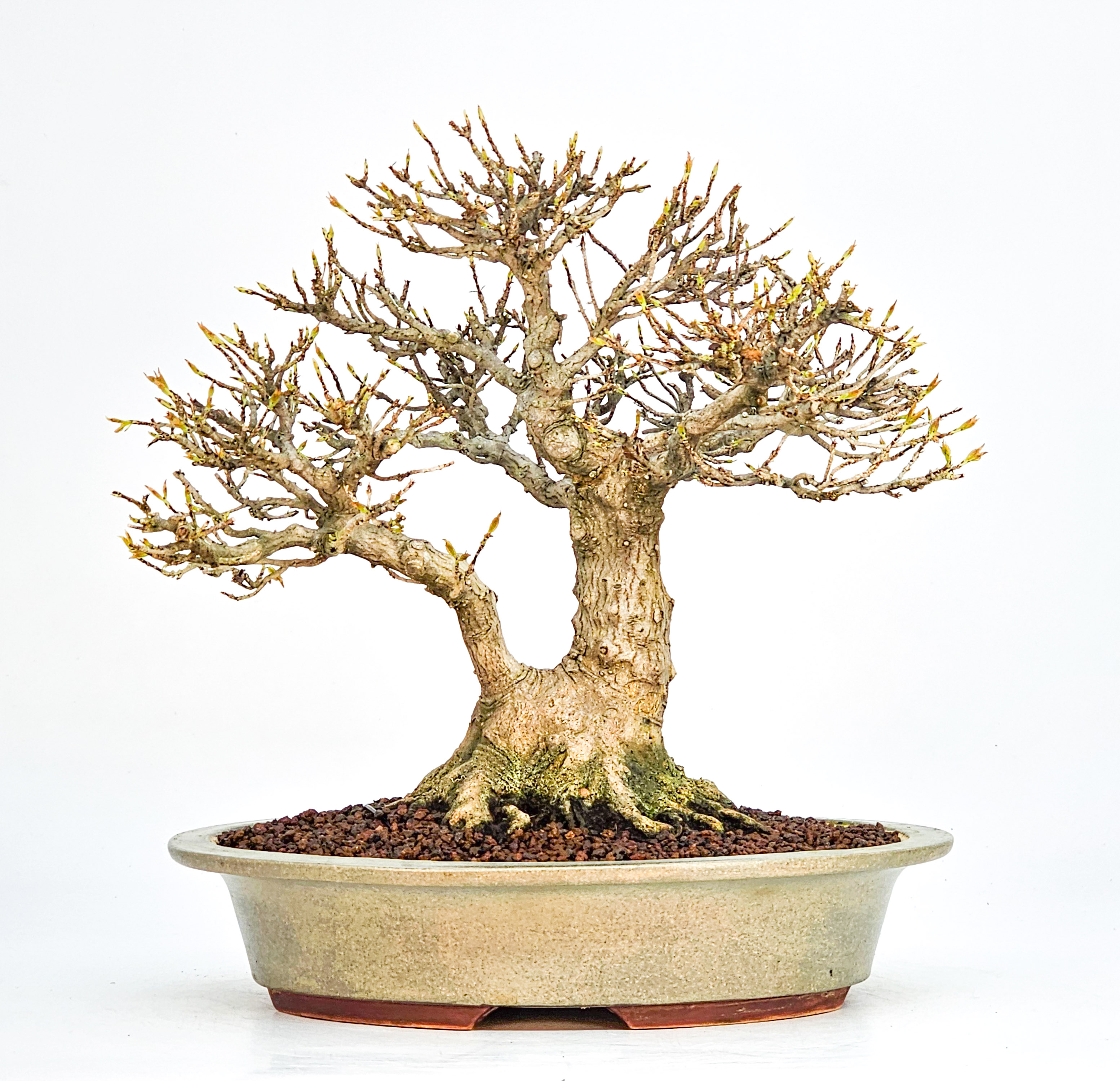 Bonsai Premium Dreispitzahorn - Acer buergerianum Shohin - Yorozu-en 21cm