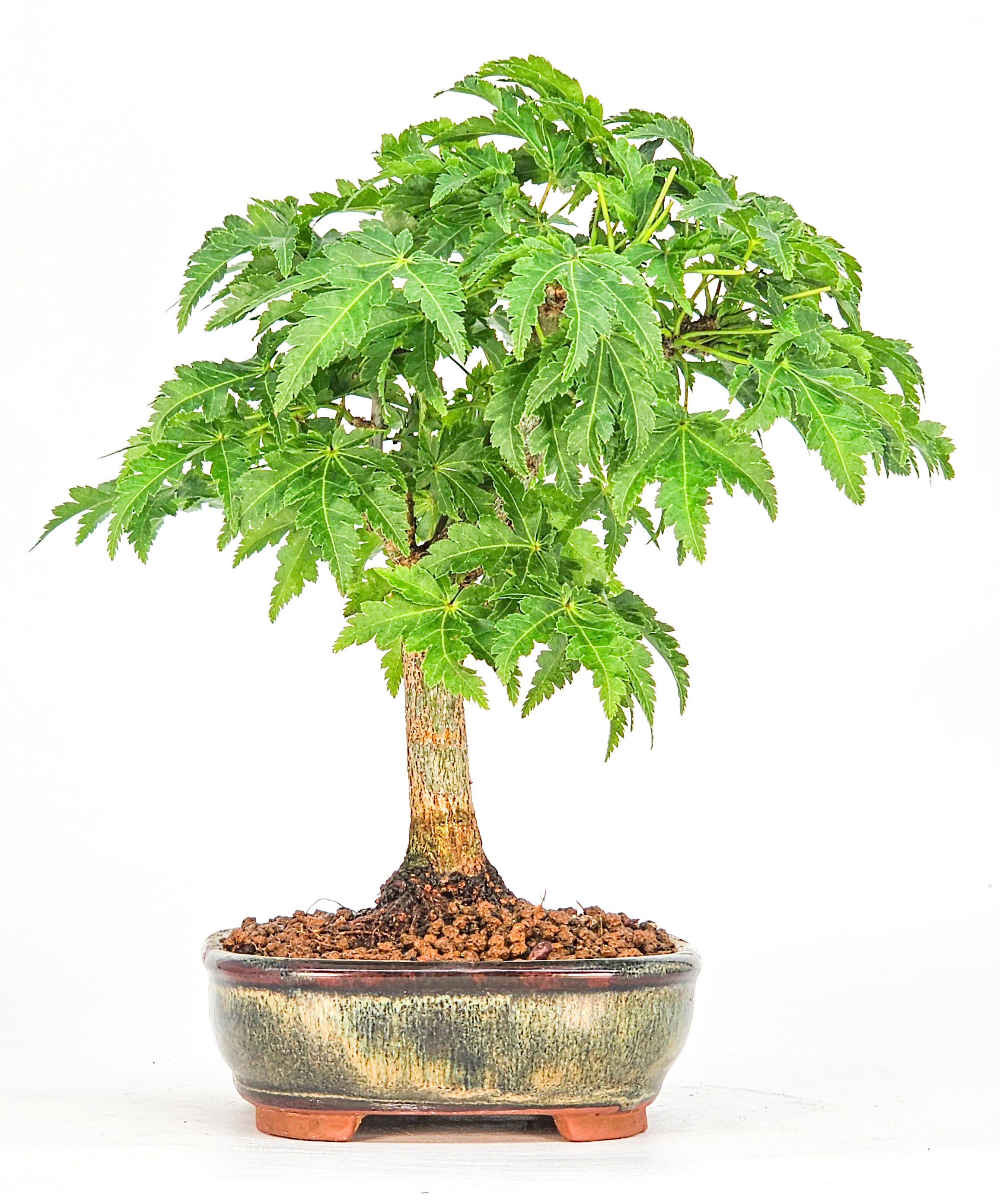Bonsai Löwenkopfahorn- Acer palmatum Shishigashira Shohin 14cm