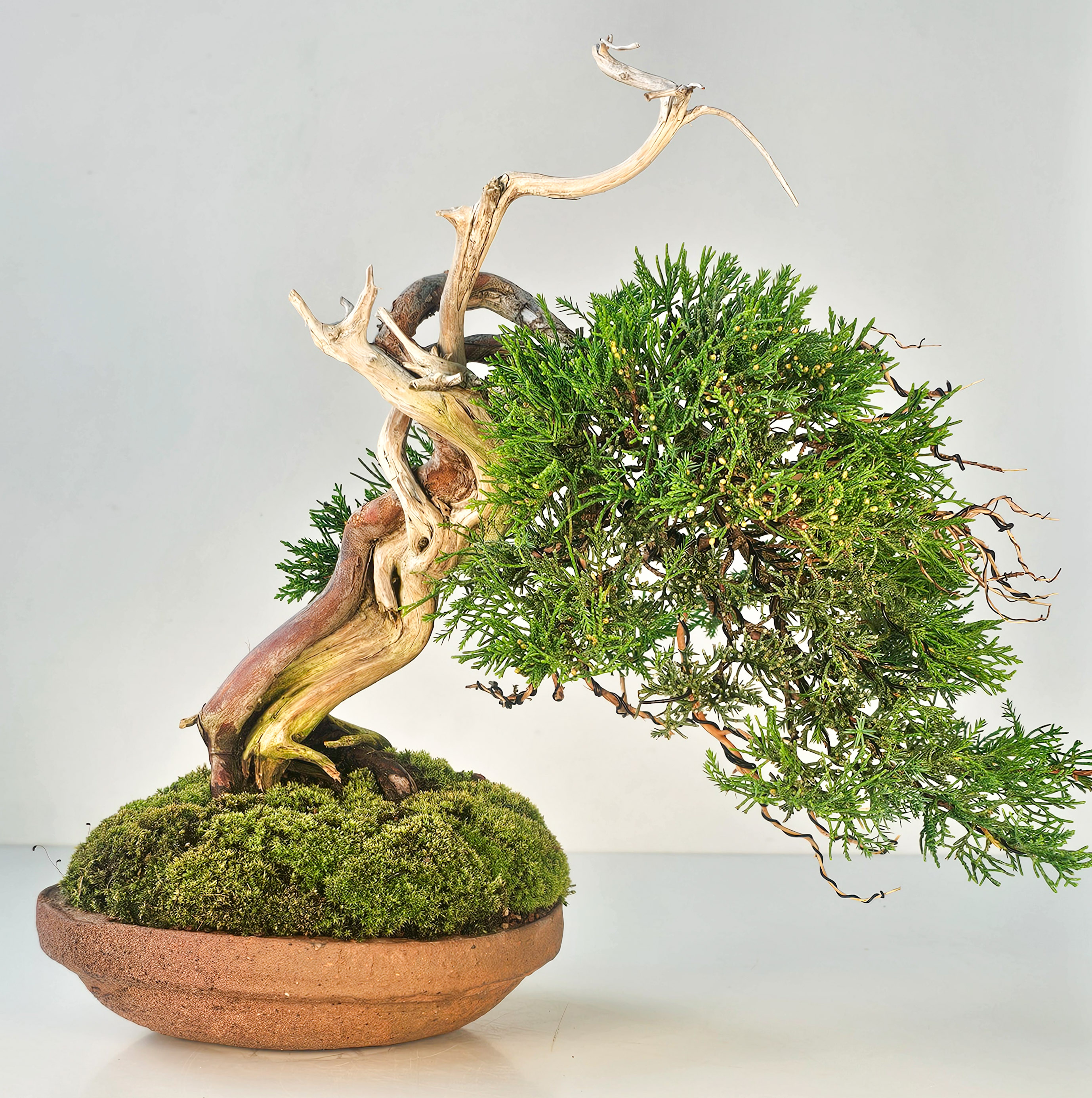 Bonsai Wacholder Juniperus chinensis shimpaku Shohin 21 cm Video!!