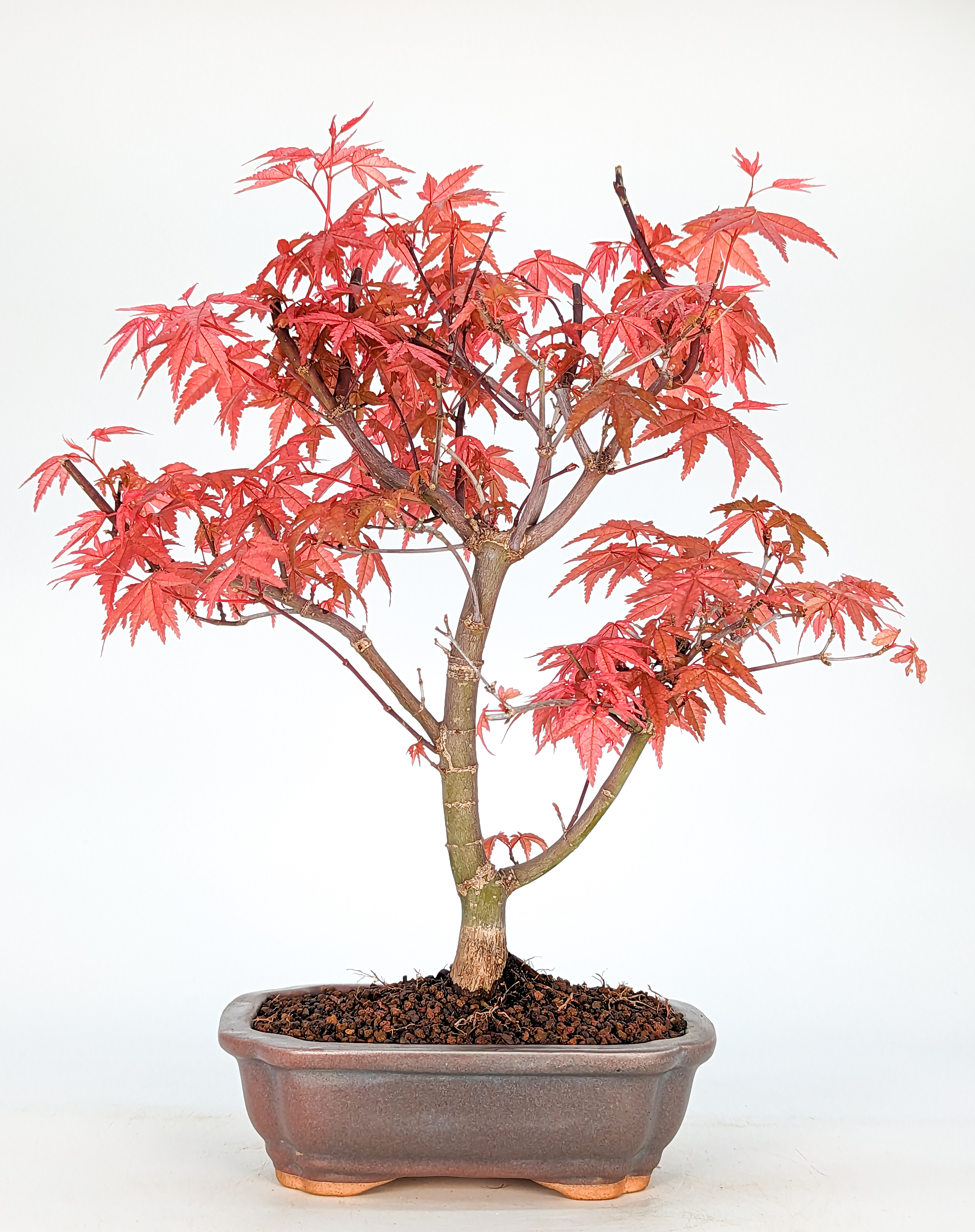 Bonsai Fächerahorn Acer palmatum Deshojo 10 Jahre 27cm 