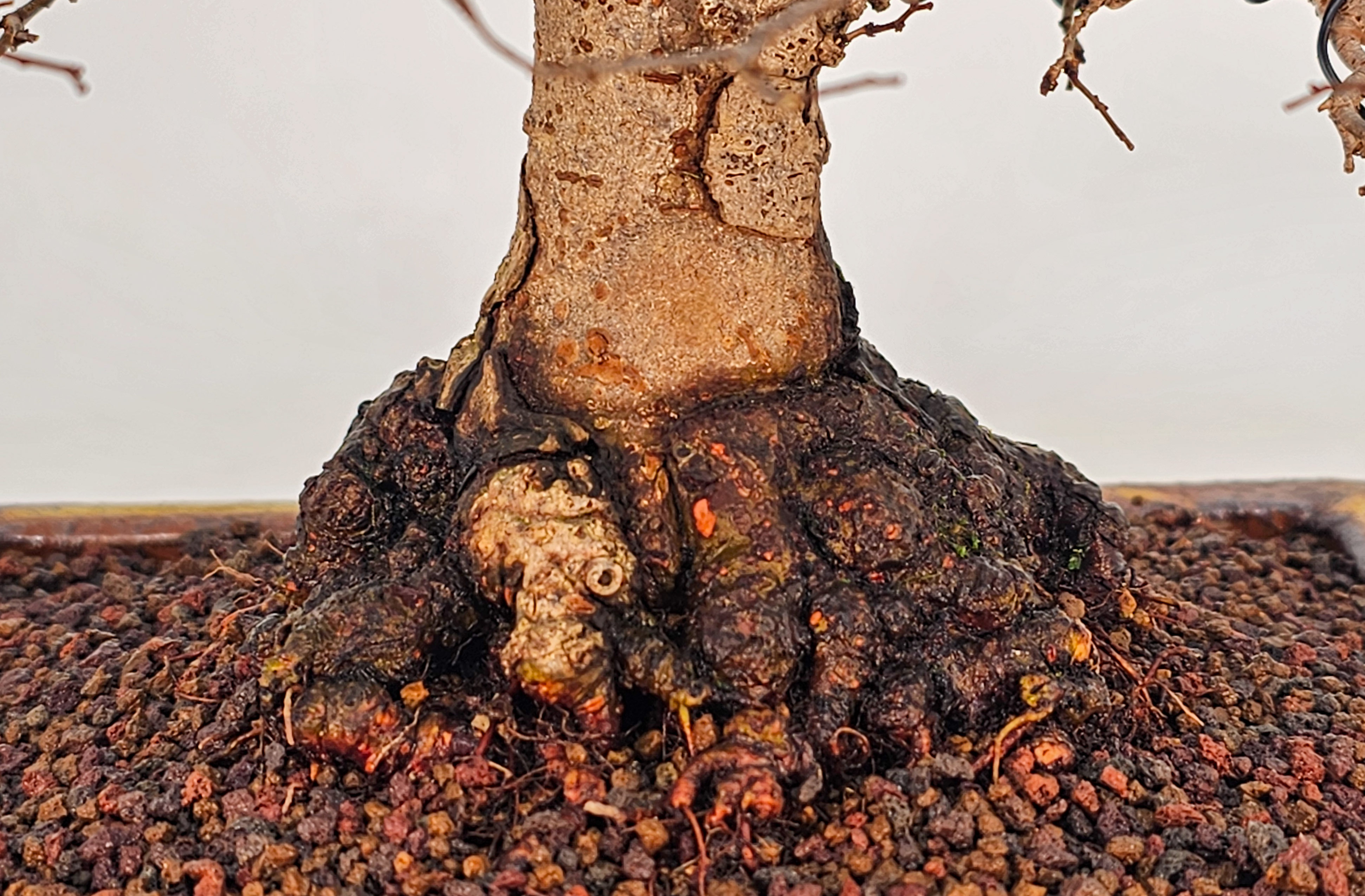 Bonsai Premium Zelkova serrata Shohin 18cm