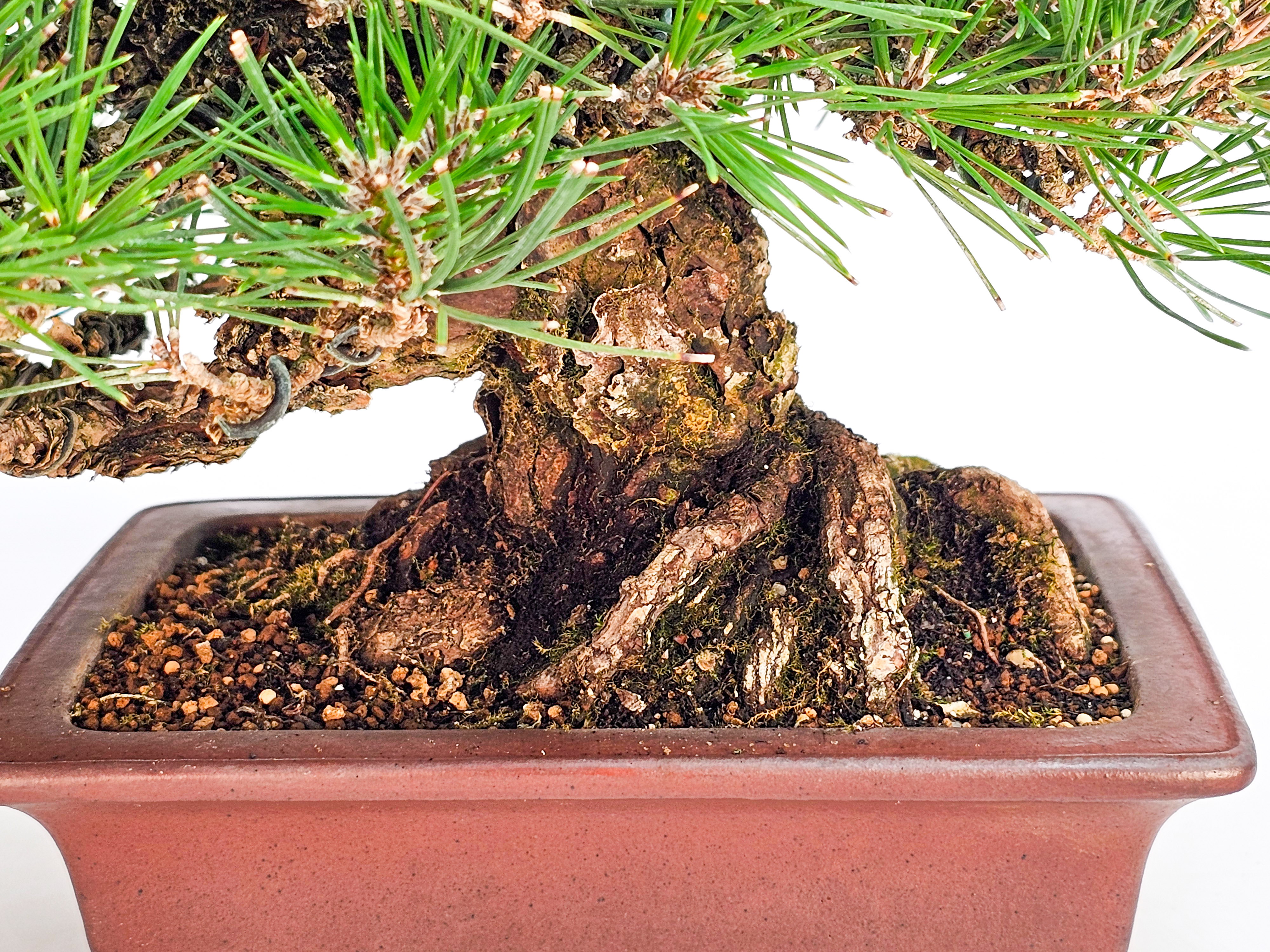 Bonsai Schwarzkiefer - Pinus thunbergii Shohin 20,5cm