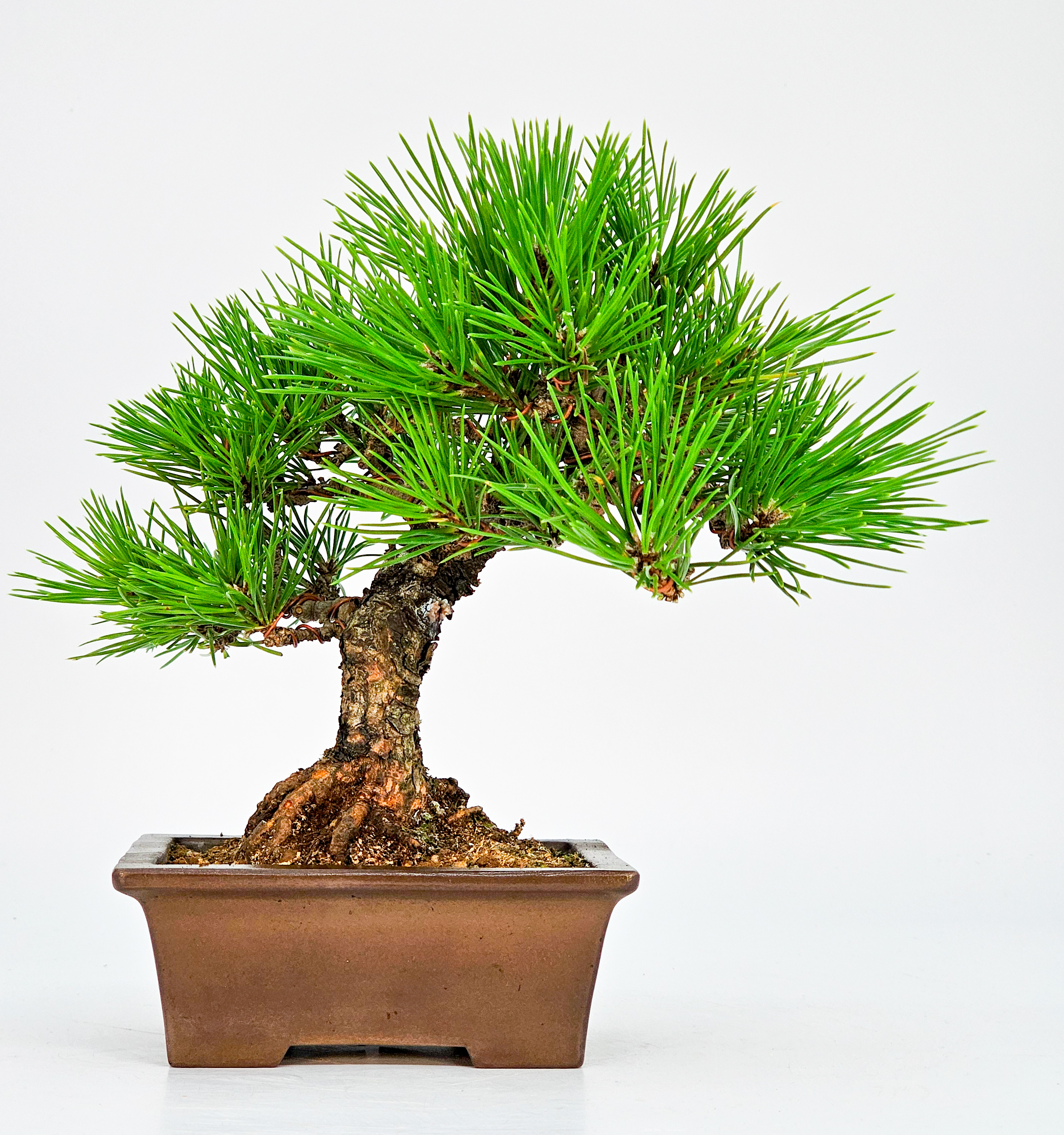 Bonsai Schwarzkiefer - Pinus thunbergii Shohin 17cm 