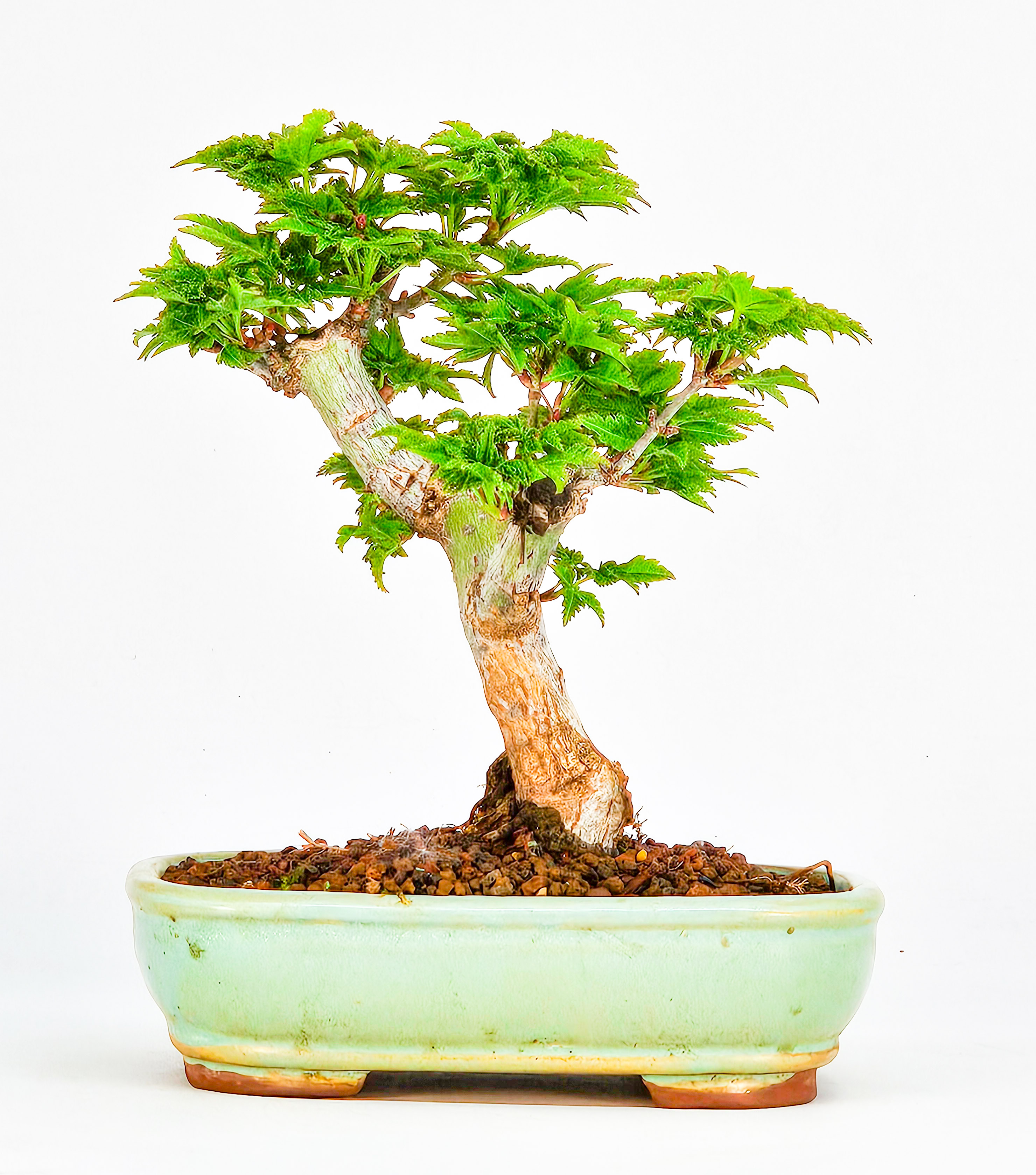 Bonsai Löwenkopfahorn- Acer palmatum Shishigashira Shohin 11cm  