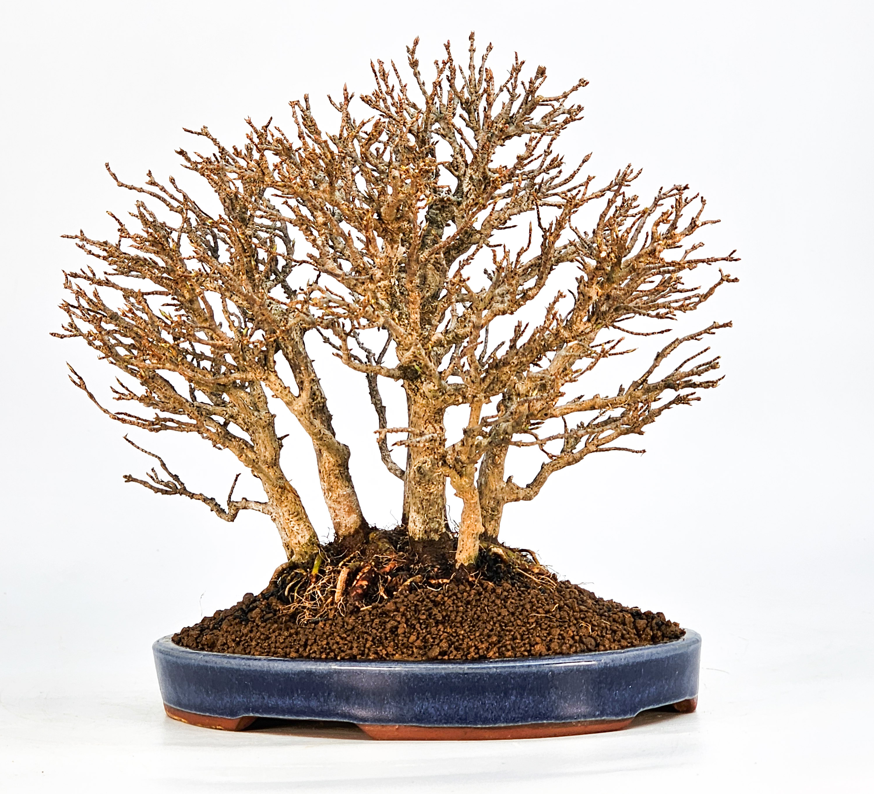 Bonsai Dreispitzahorn - Acer buergerianum Wald Yose-ue 20cm Video!! Bonsai Dreispitzahorn - Acer buergerianum Wald Yose-ue 20cm Video!!