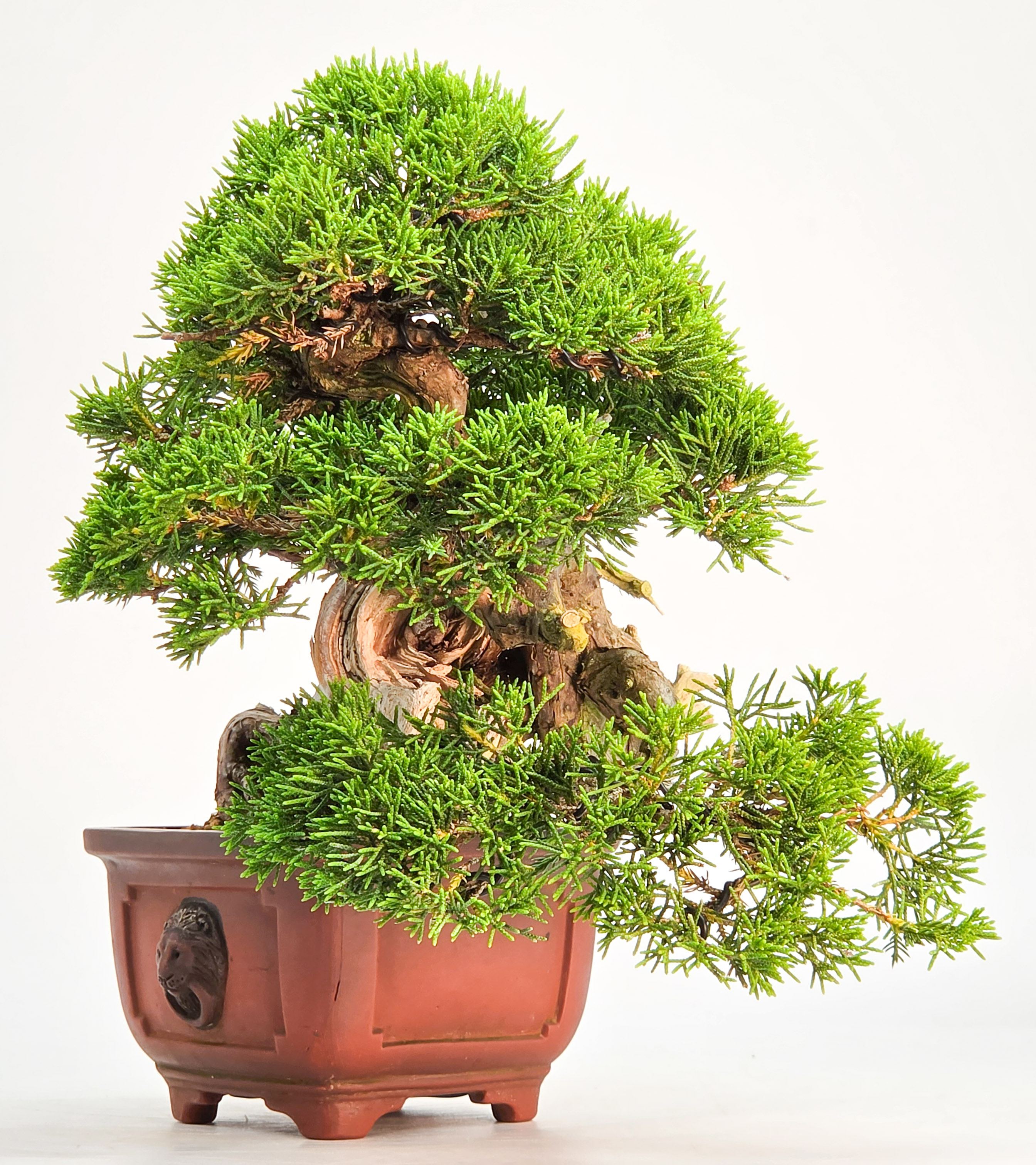Bonsai Wacholder - Juniperus chinensis Shohin 19cm