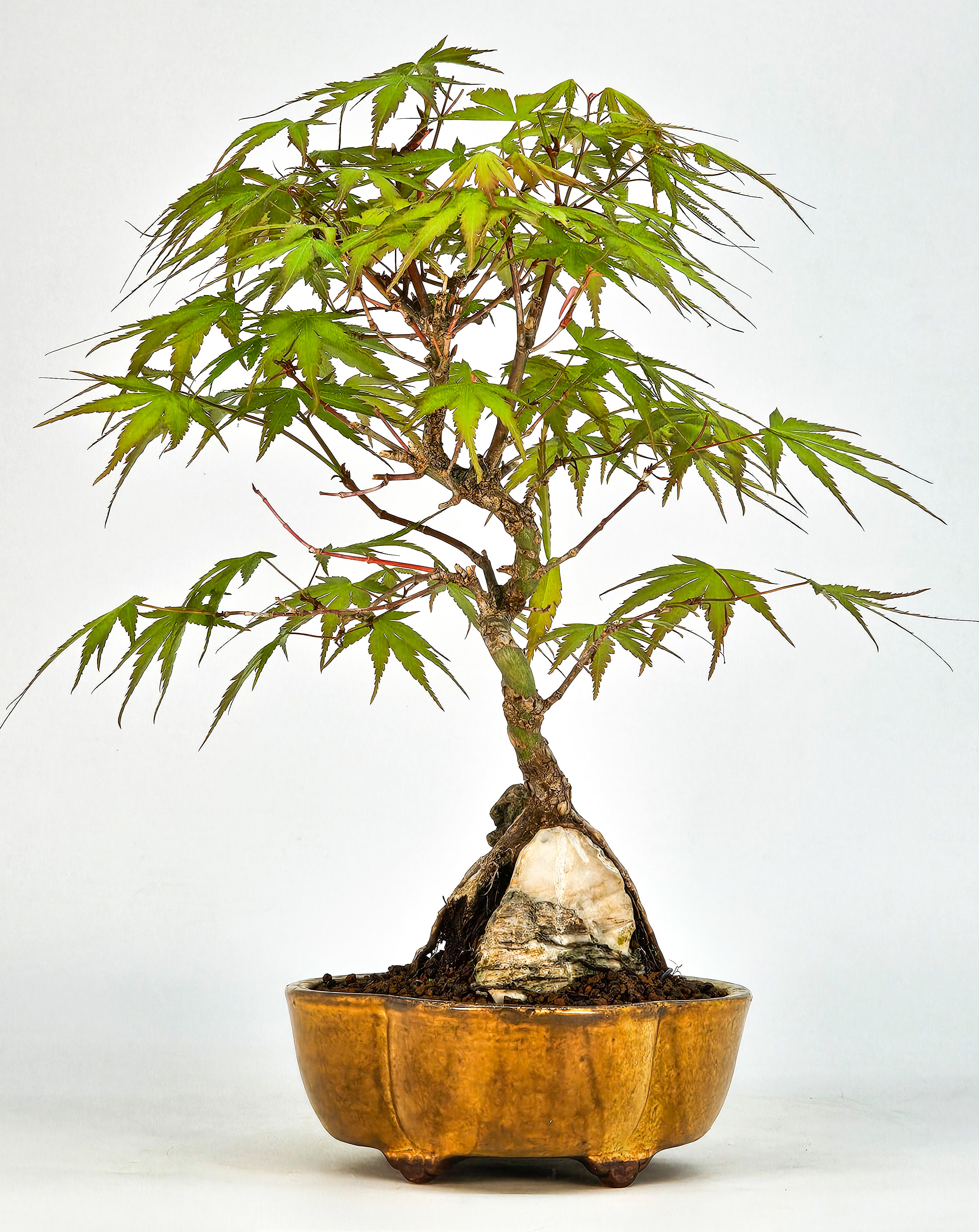Bonsai Fächerahorn - Acer palmatum Arakawa 23cm  
