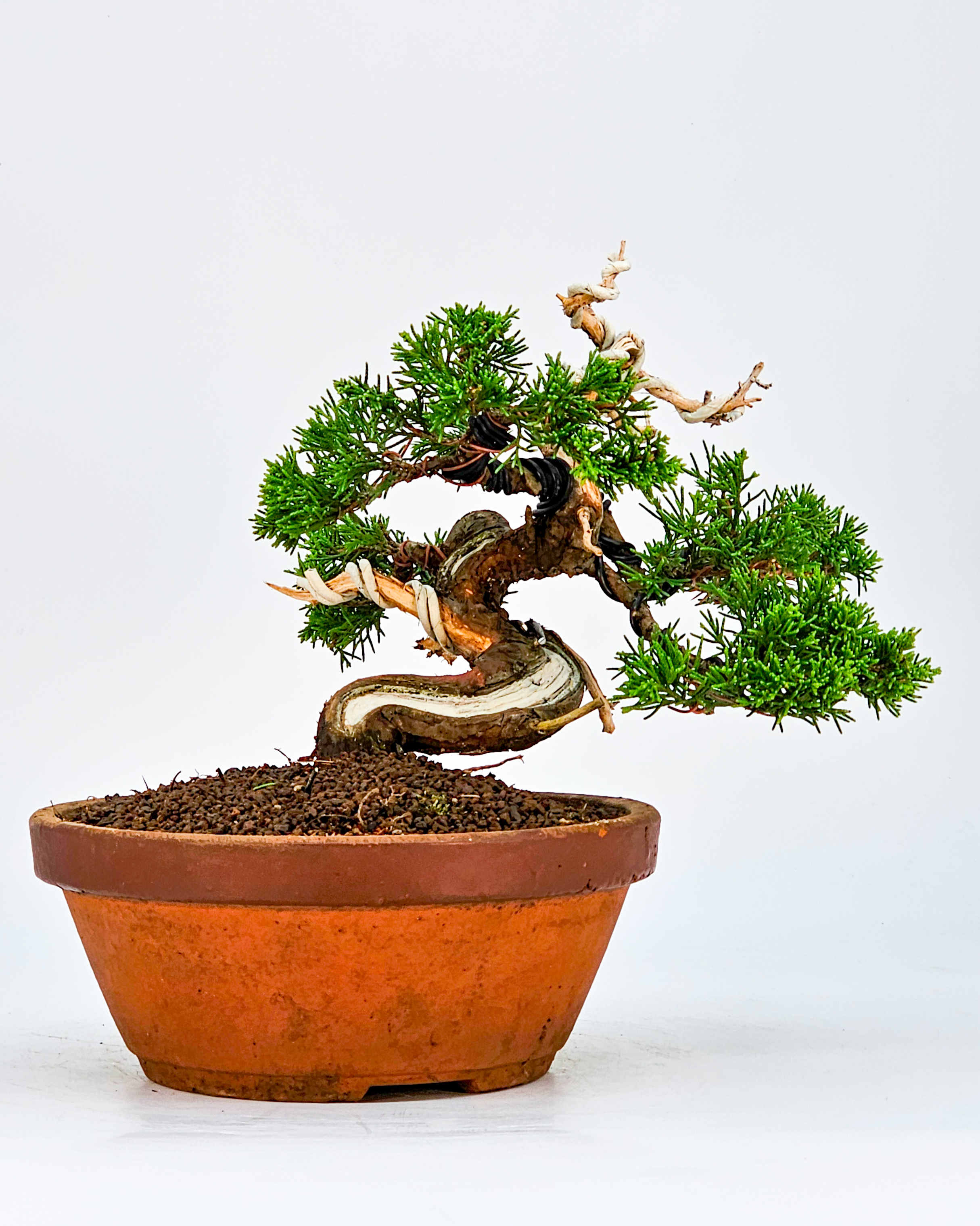 Bonsai Wacholder Juniperus chinensis Shohin 17cm