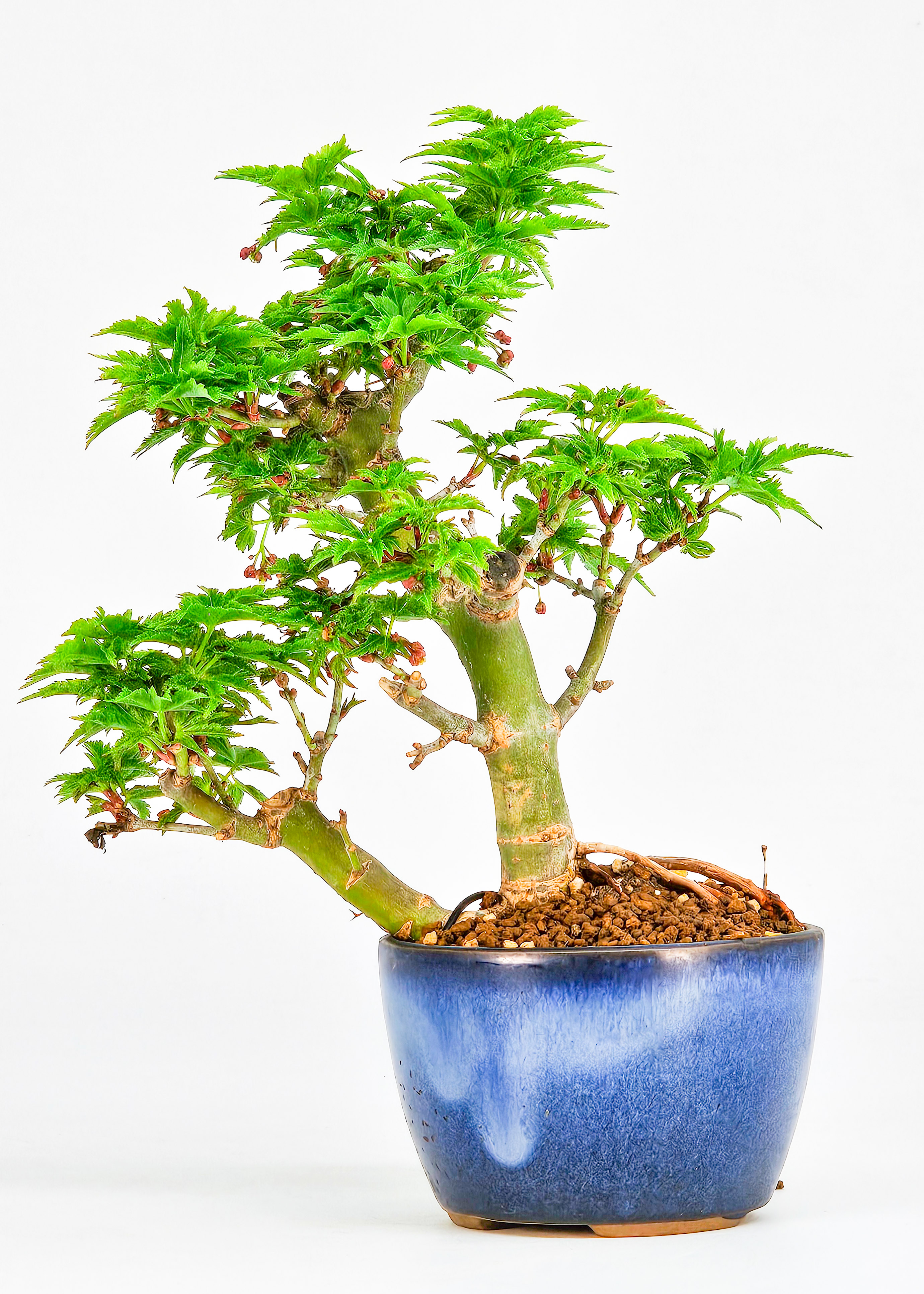 Bonsai Löwenkopfahorn- Acer palmatum Shishigashira Shohin 13cm 
