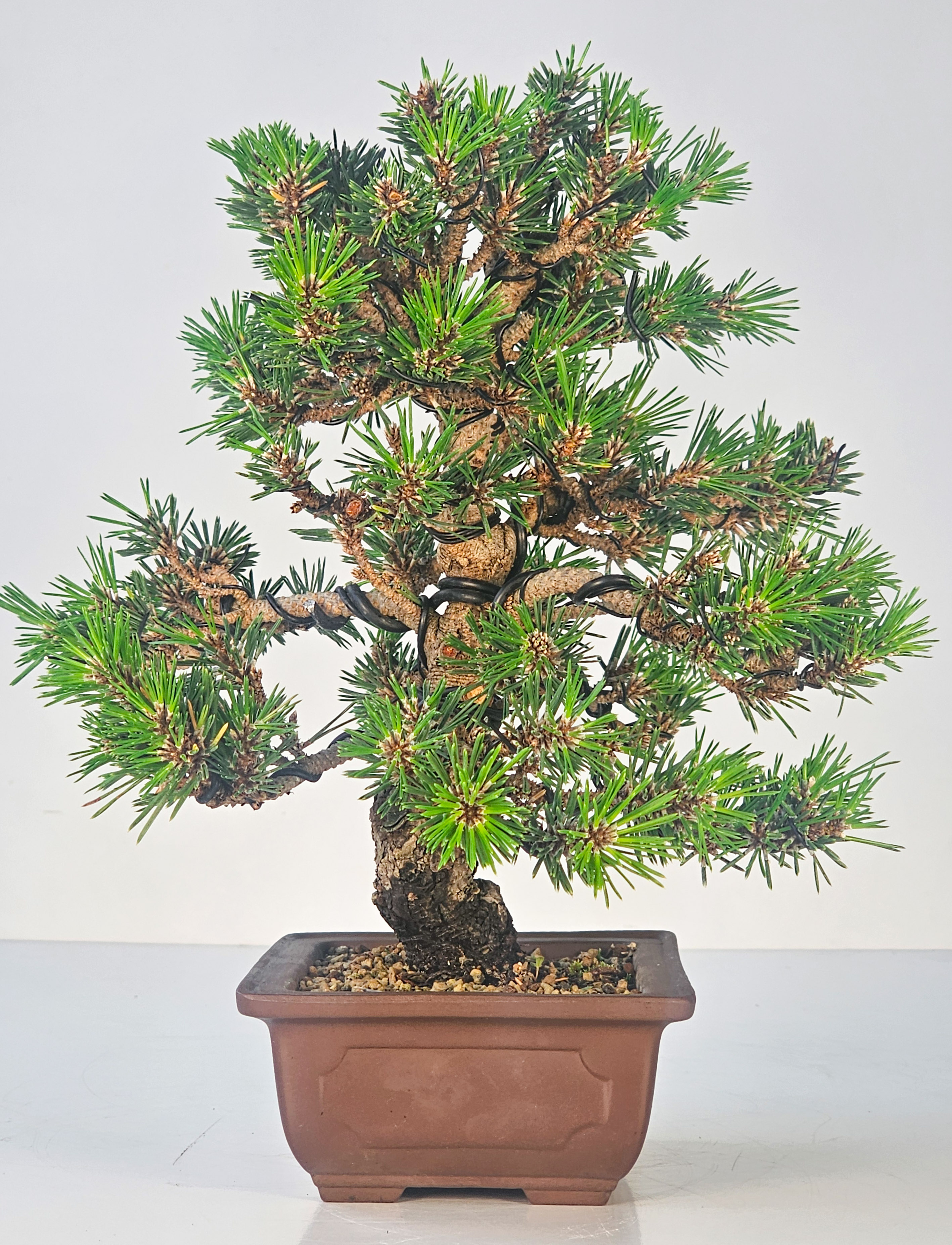 Bonsai Schwarzkiefer - Pinus thunbergii senjumaru 25cm