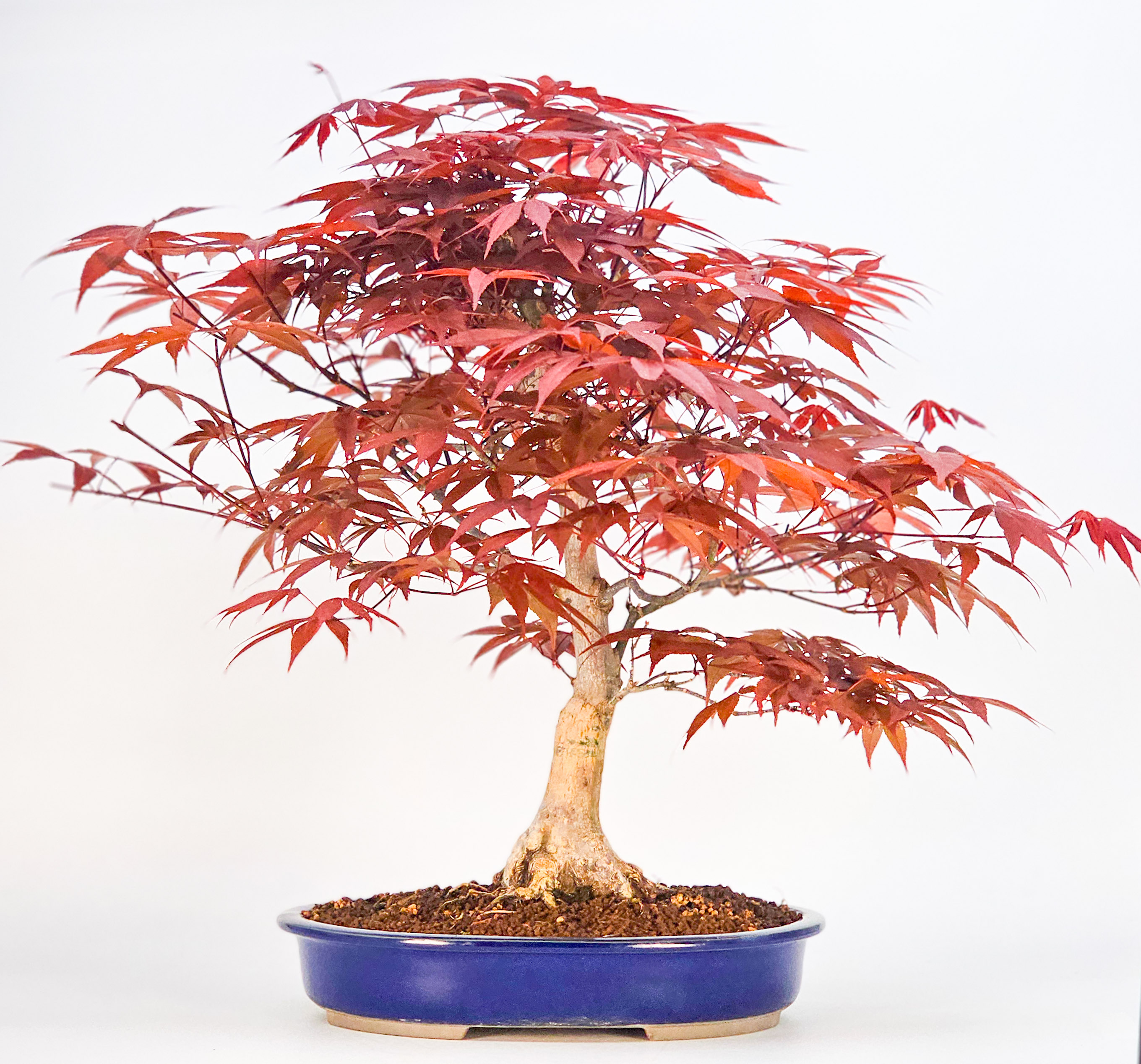 Bonsai Fächerahorn - Acer palmatum Atropurpureum 39cm Bonsai Fächerahorn - Acer palmatum Atropurpureum 39cm