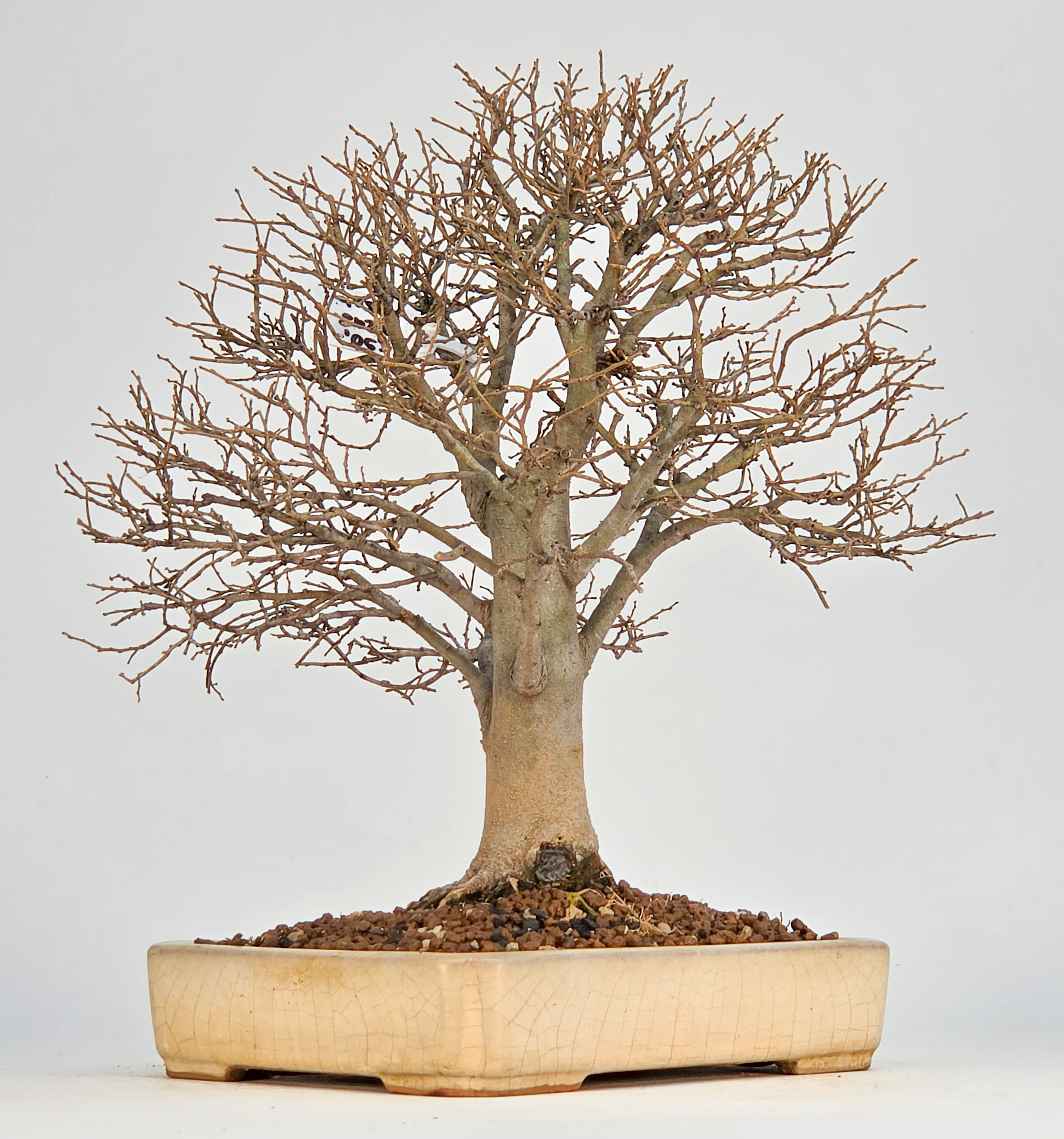 Bonsai Zürgelbaum - Celtis sinensis 25cm