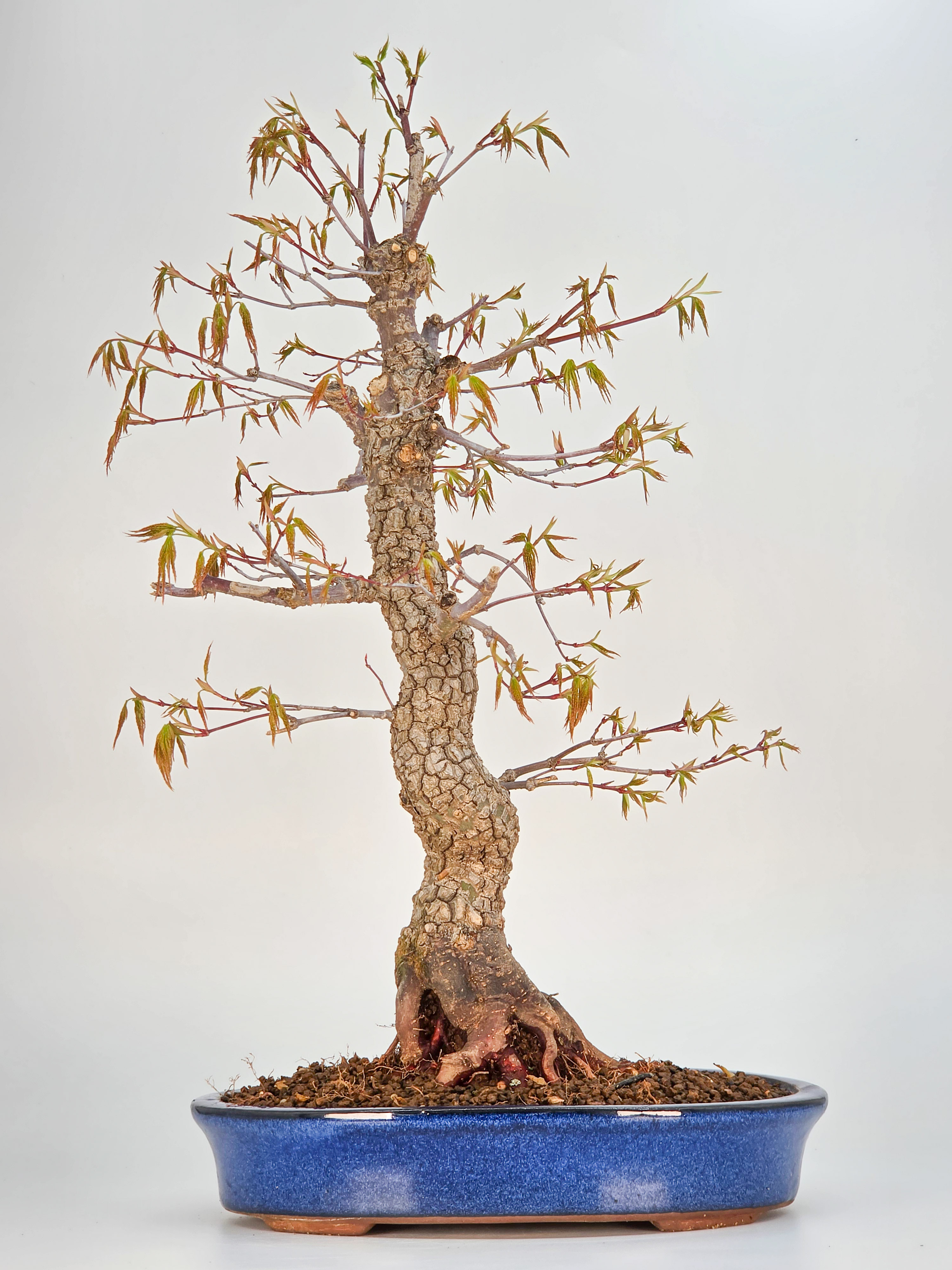 Bonsai Fächerahorn - Acer palmatum Arakawa 45cm