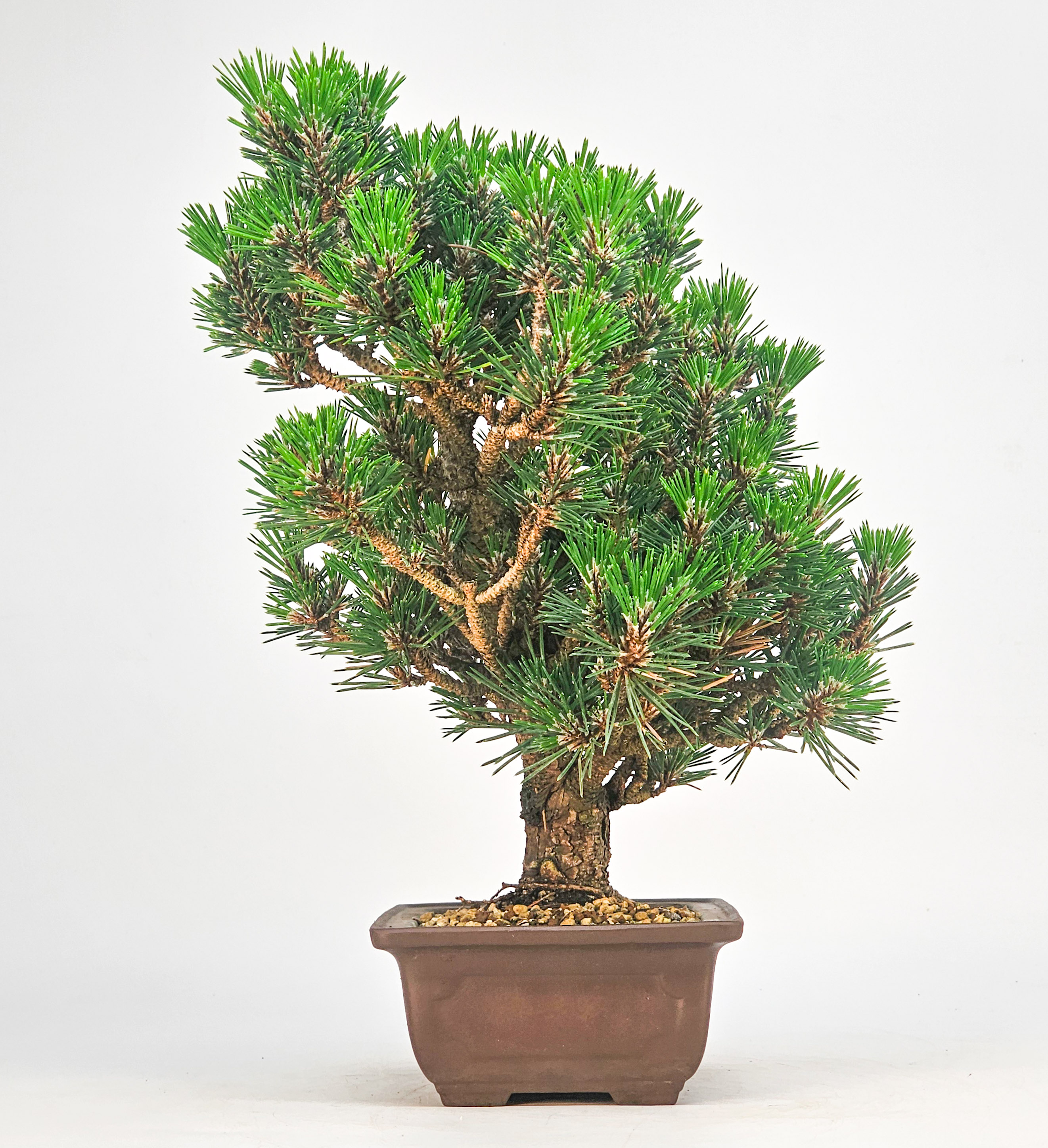 Bonsai Schwarzkiefer - Pinus thunbergii 26cm
