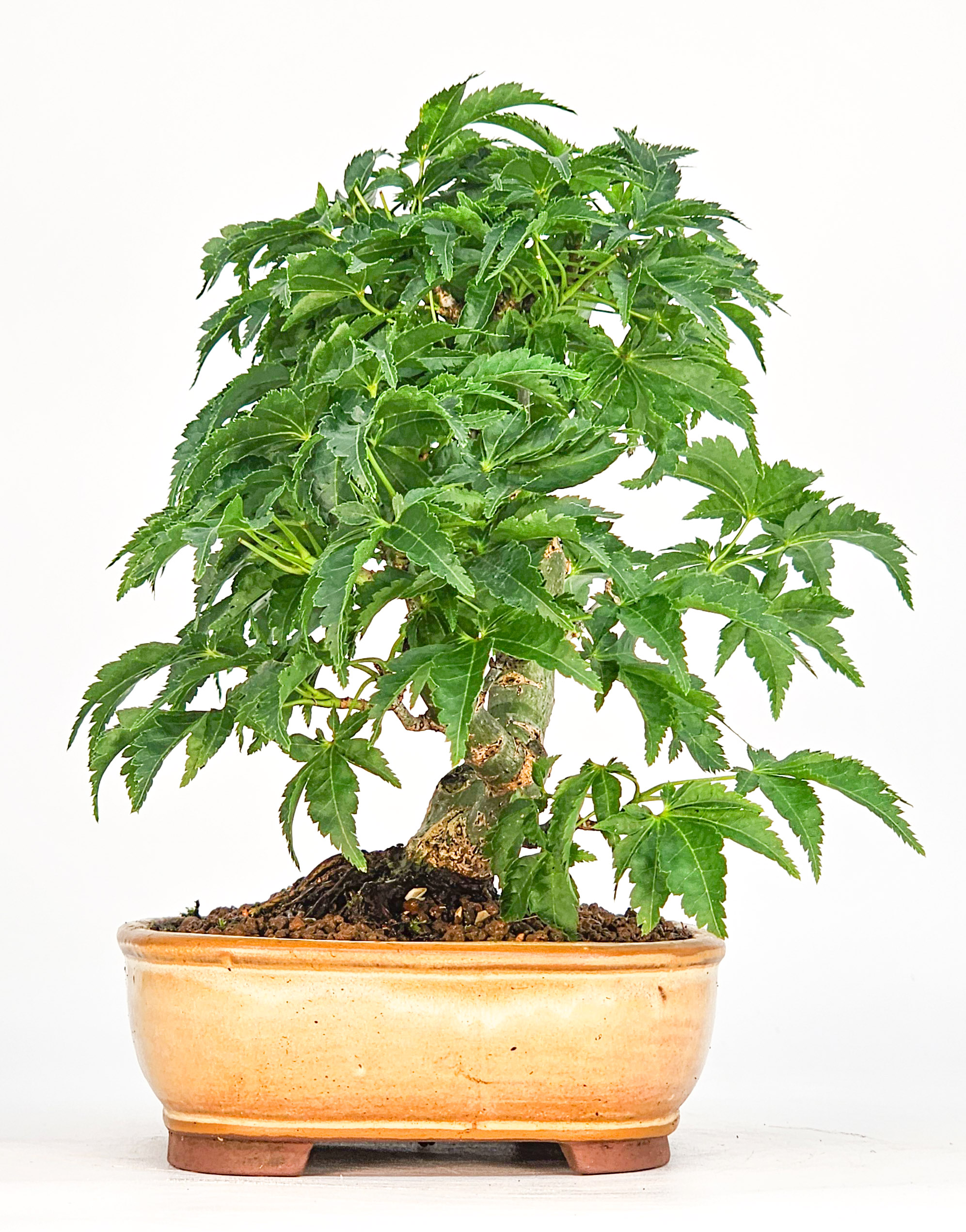 Bonsai Löwenkopfahorn- Acer palmatum Shishigashira Shohin 14cm