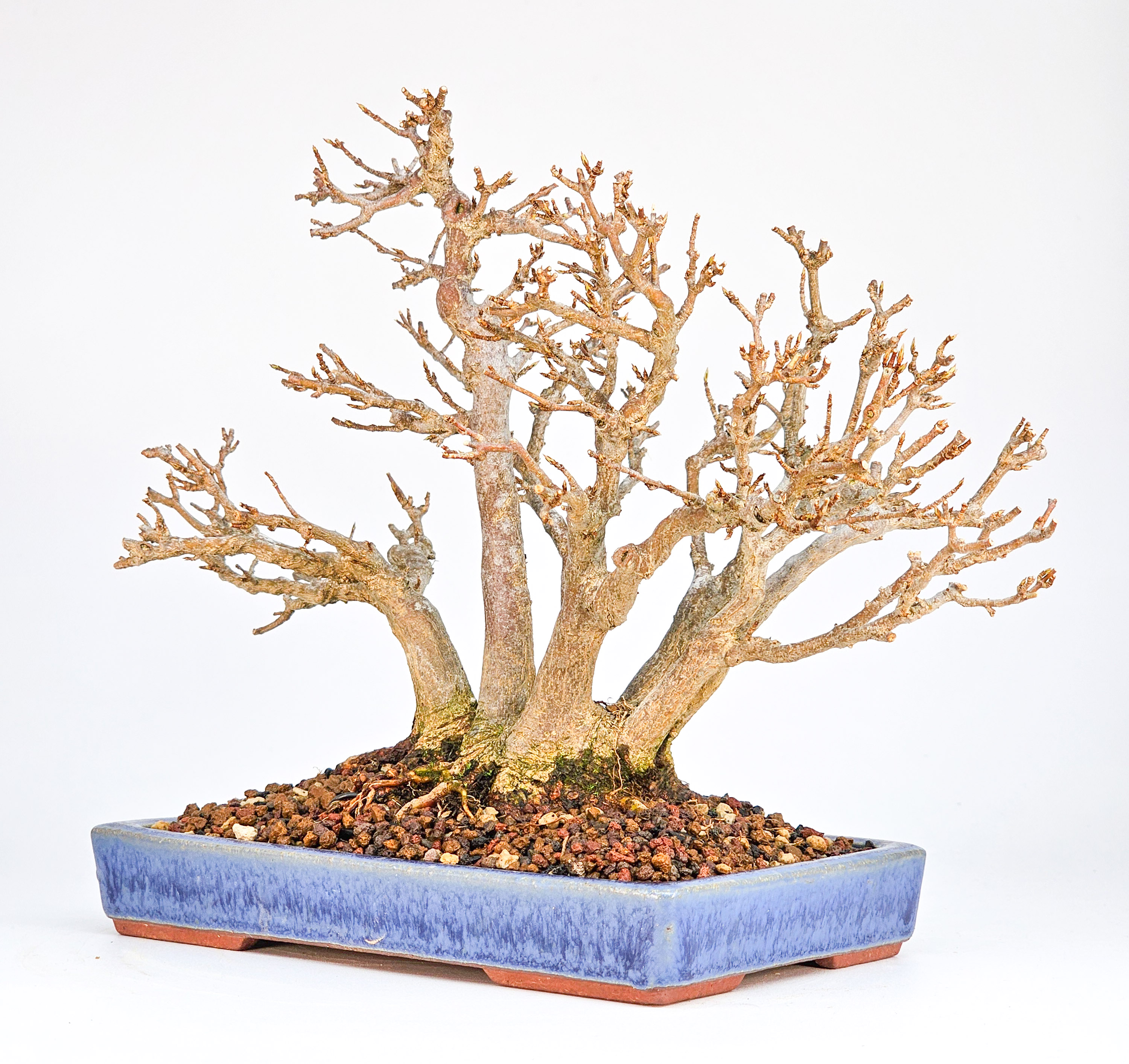 Bonsai Dreispitzahorn - Acer buergerianum Shohin 17cm