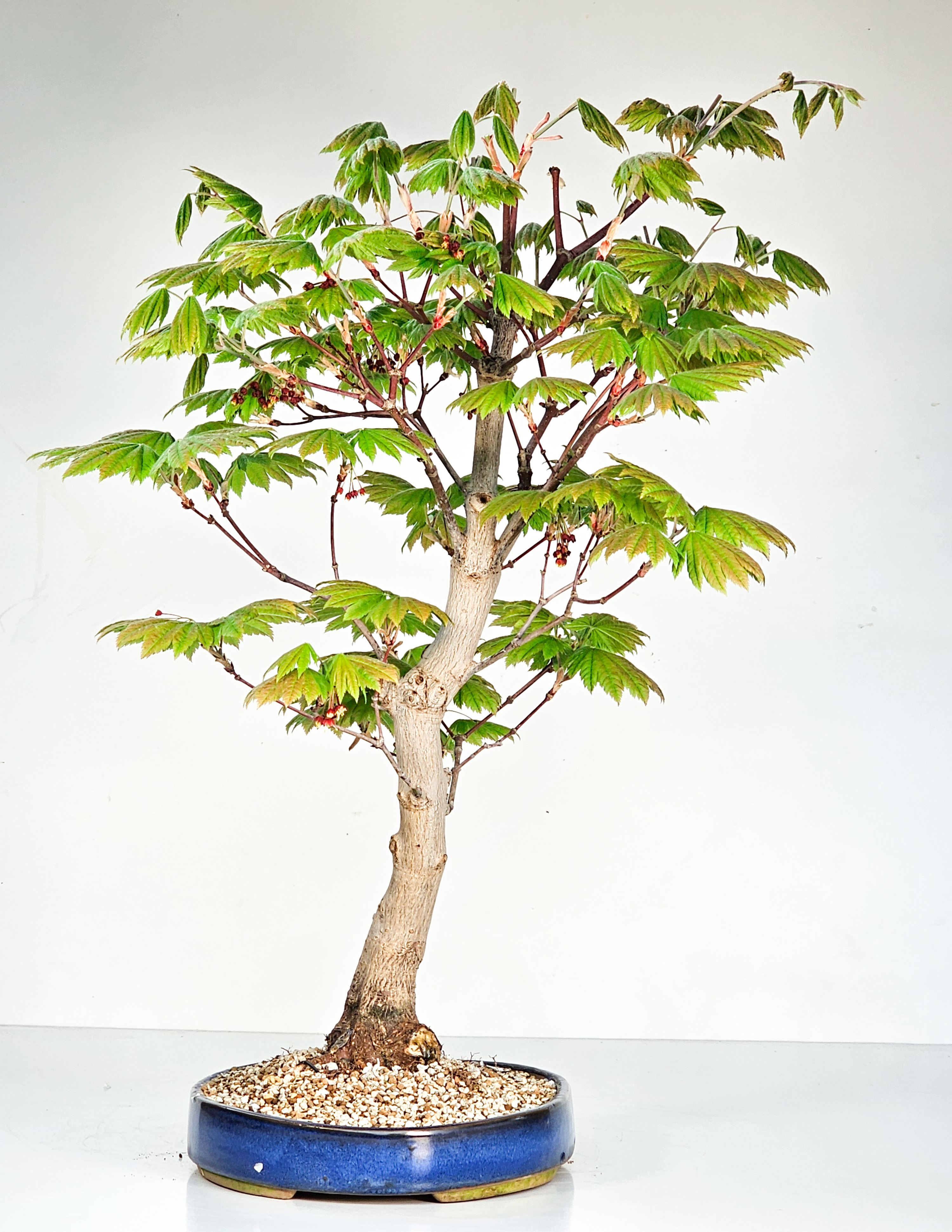 Bonsai Japanischer Ahorn - Acer japonicum 52cm  