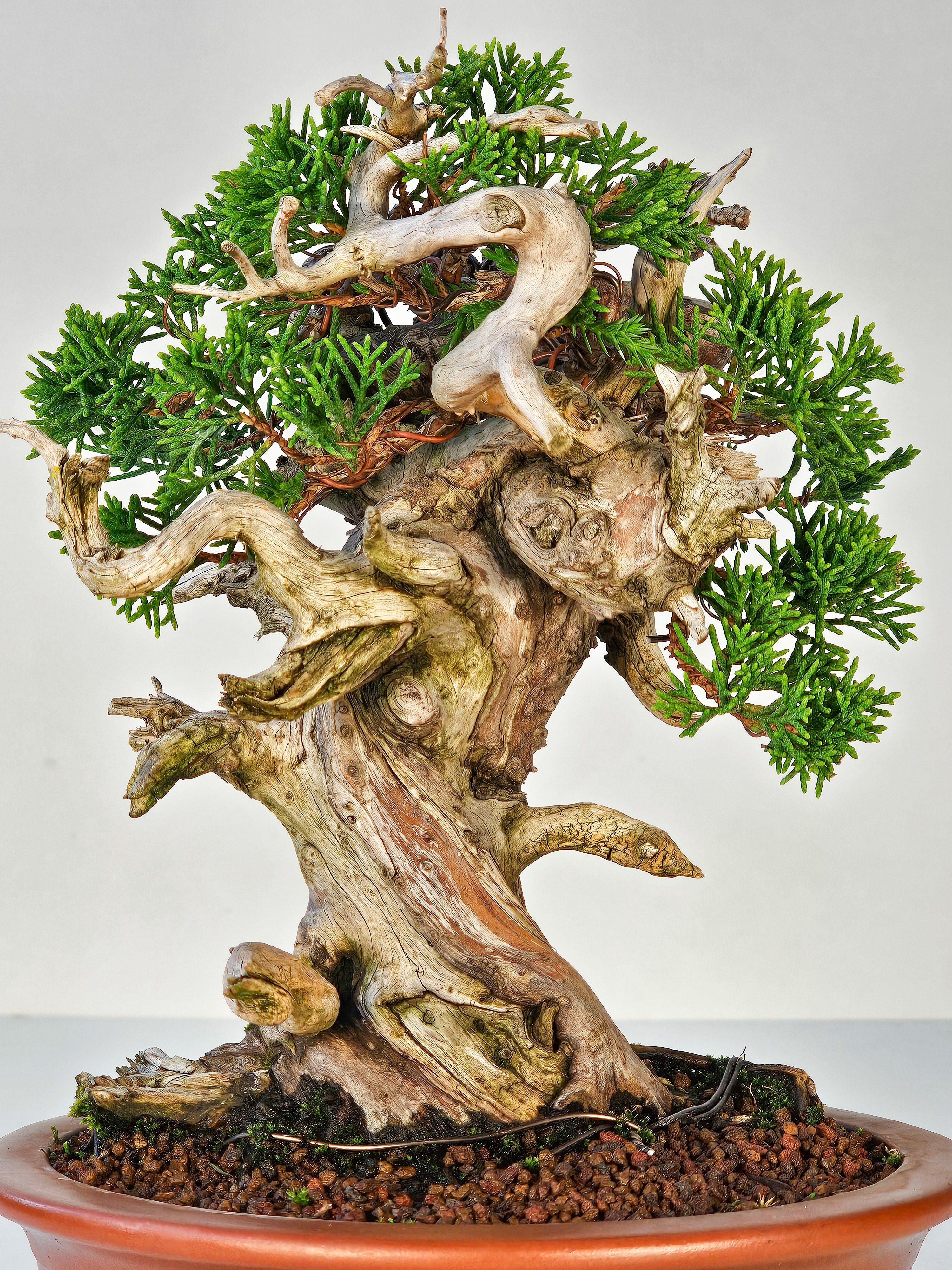 Bonsai Wacholder Juniperus Itoigawa Shohin 18cm 