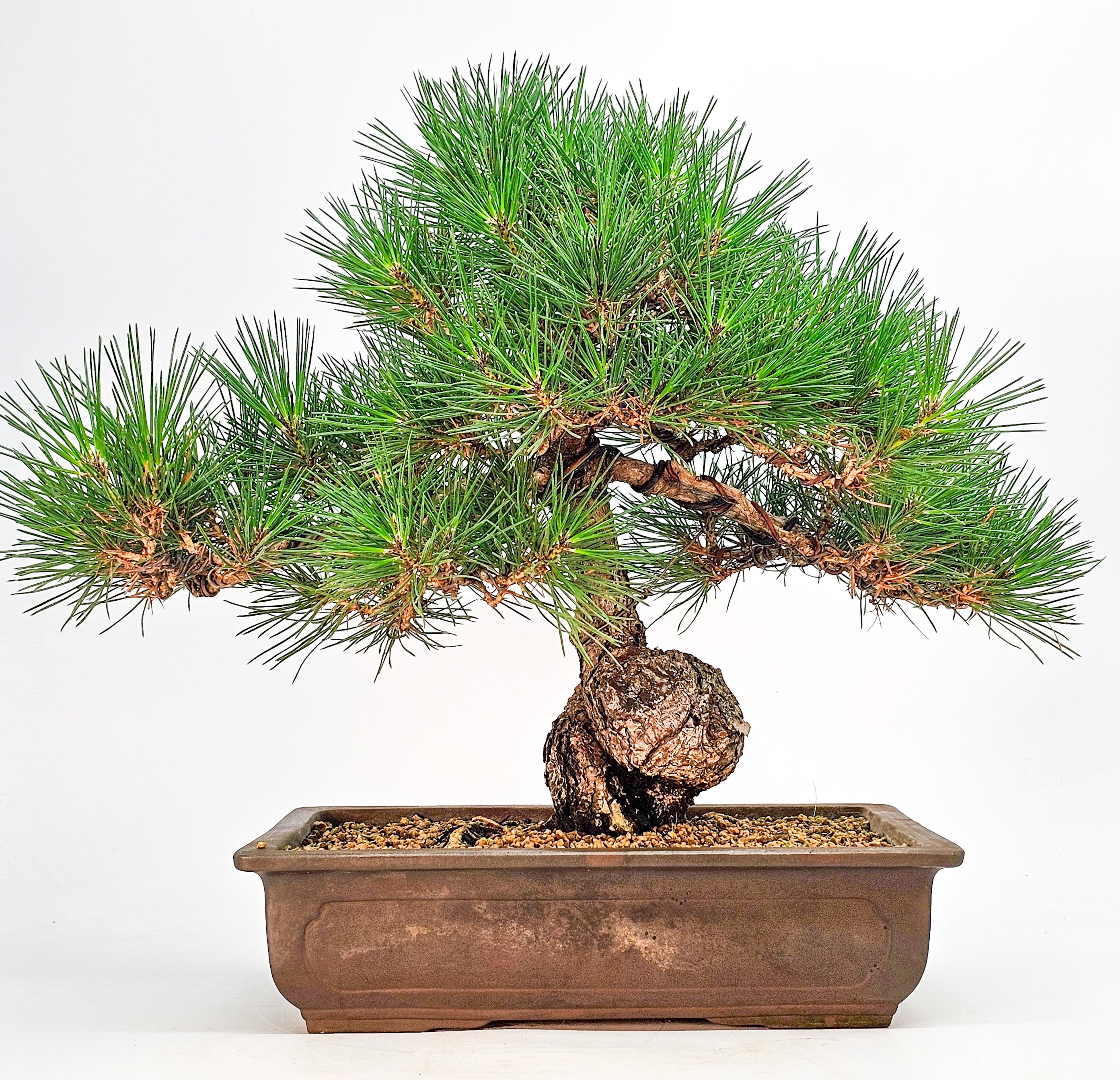 Bonsai Schwarzkiefer - Pinus thunbergii 36cm