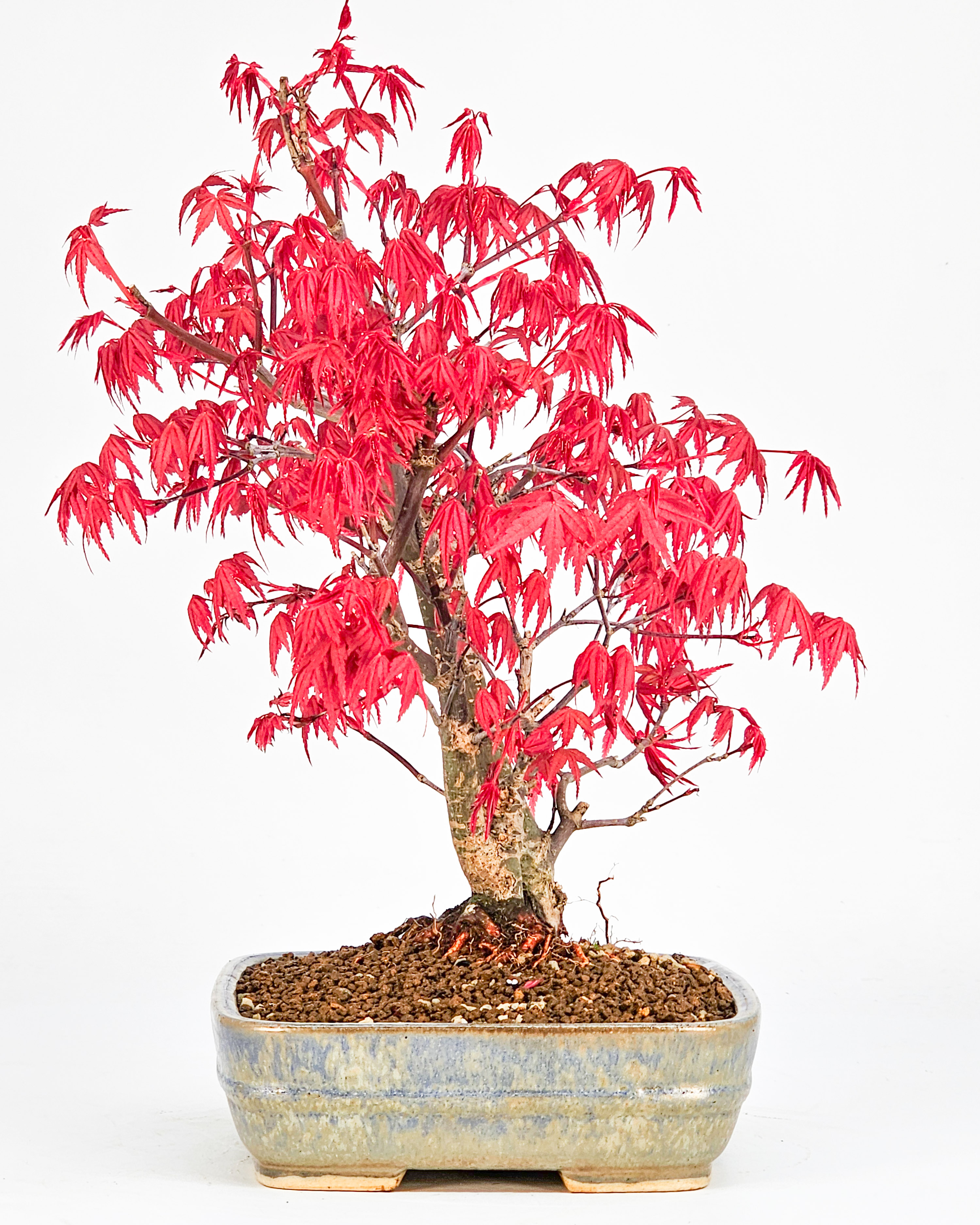 Bonsai Fächerahorn Acer palmatum Deshojo 24cm 