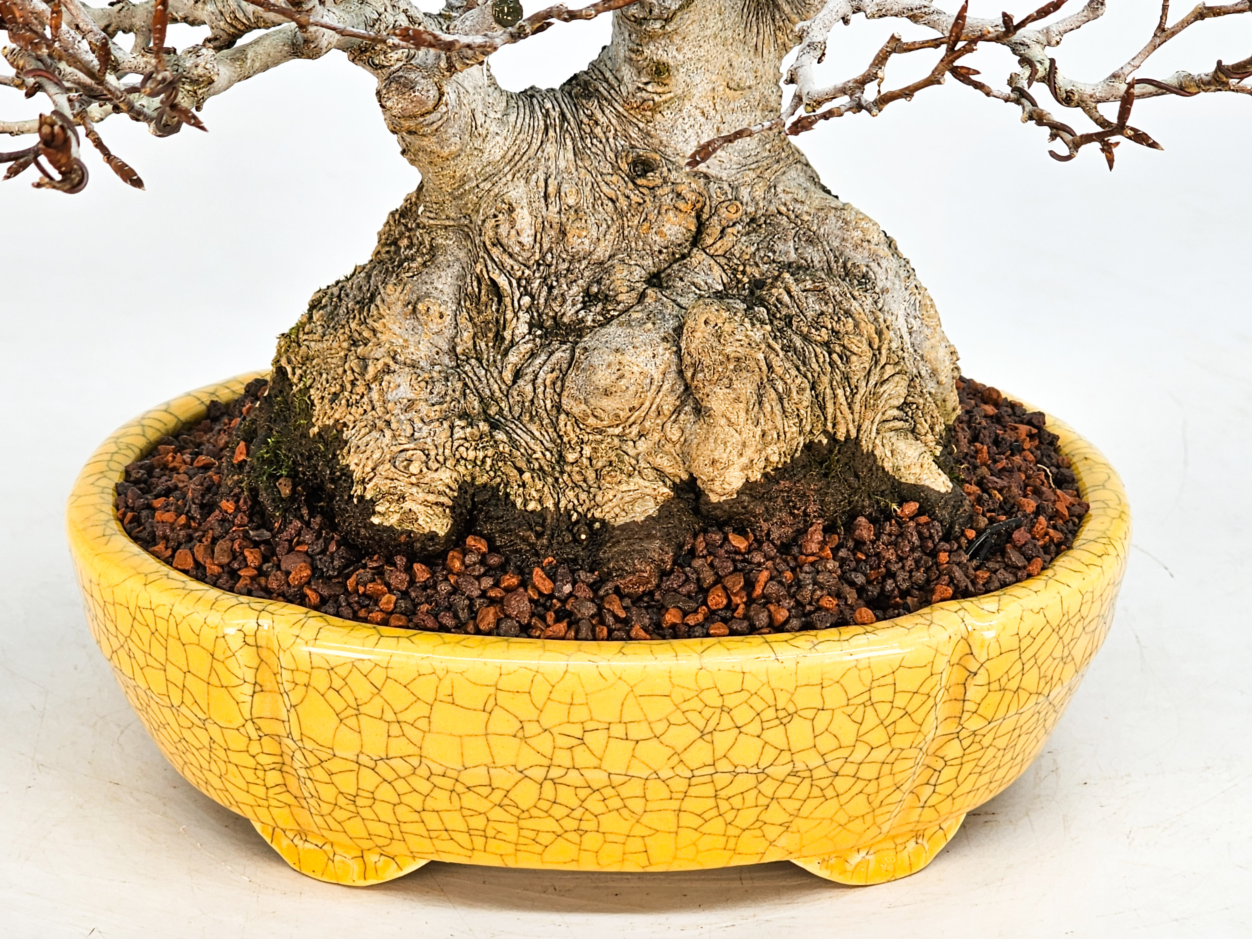 Bonsai Premium Kerbbuche Fagus Crenata 17,5 cm Video!! Bonsai Premium Kerbbuche Fagus Crenata 17,5 cm Video!!