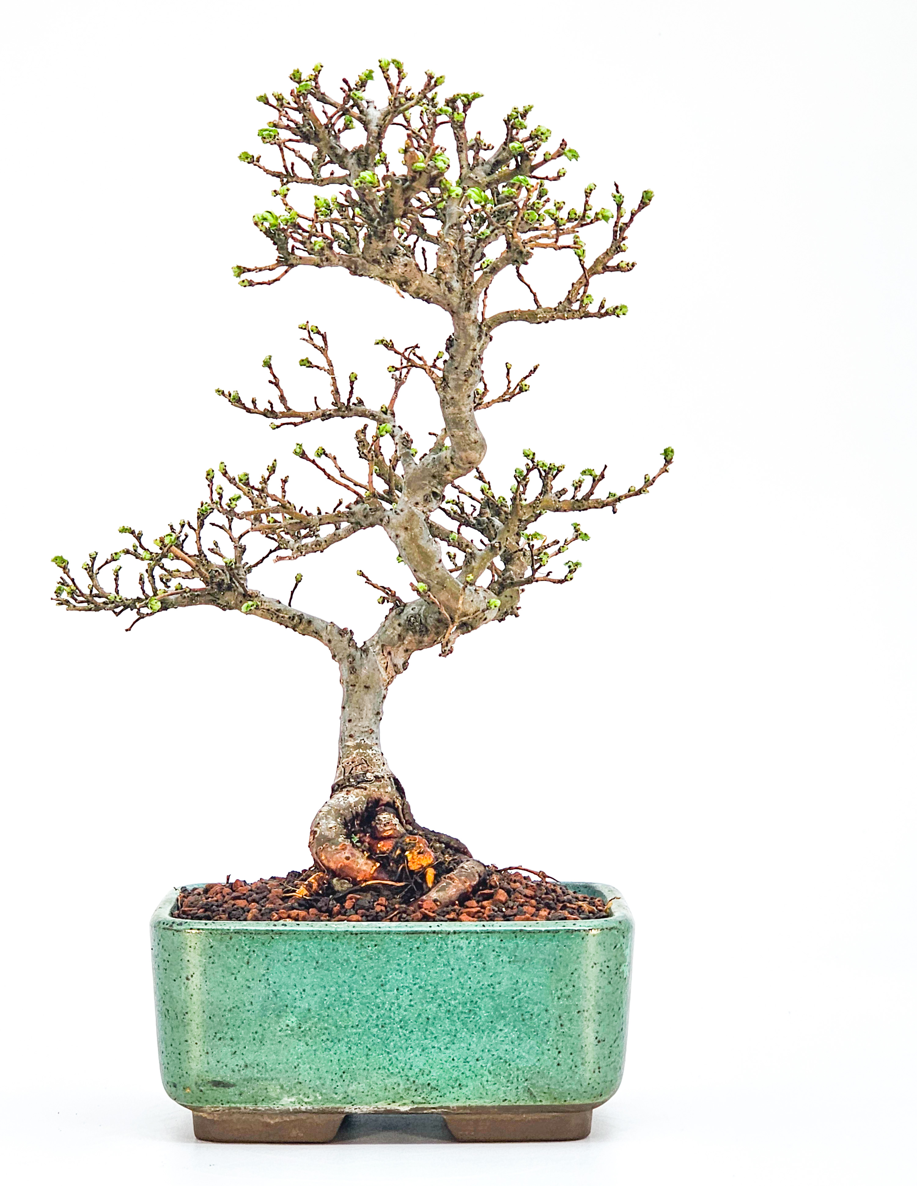 Bonsai Ulmus parvifolia 21cm  