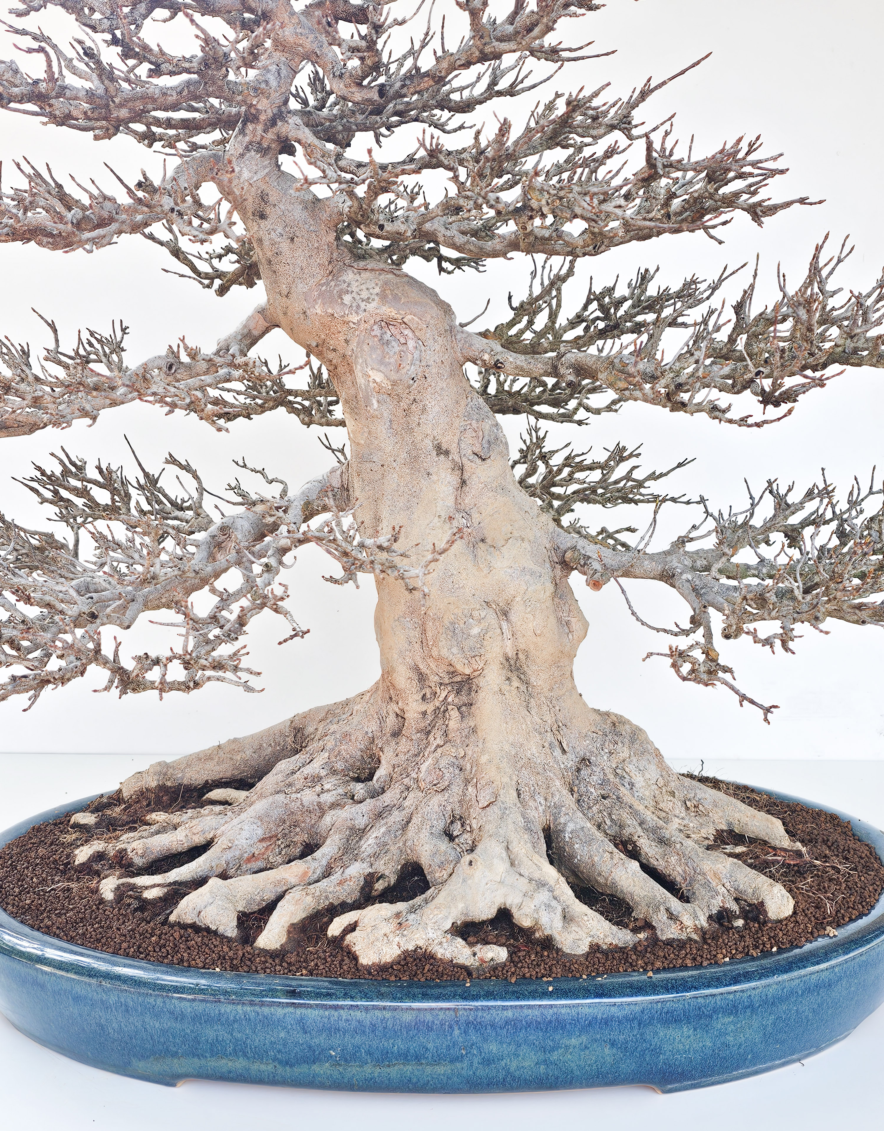 Bonsai Dreispitzahorn - Acer buergerianum 62cm - Video!! Bonsai Dreispitzahorn - Acer buergerianum 62cm - Video!!