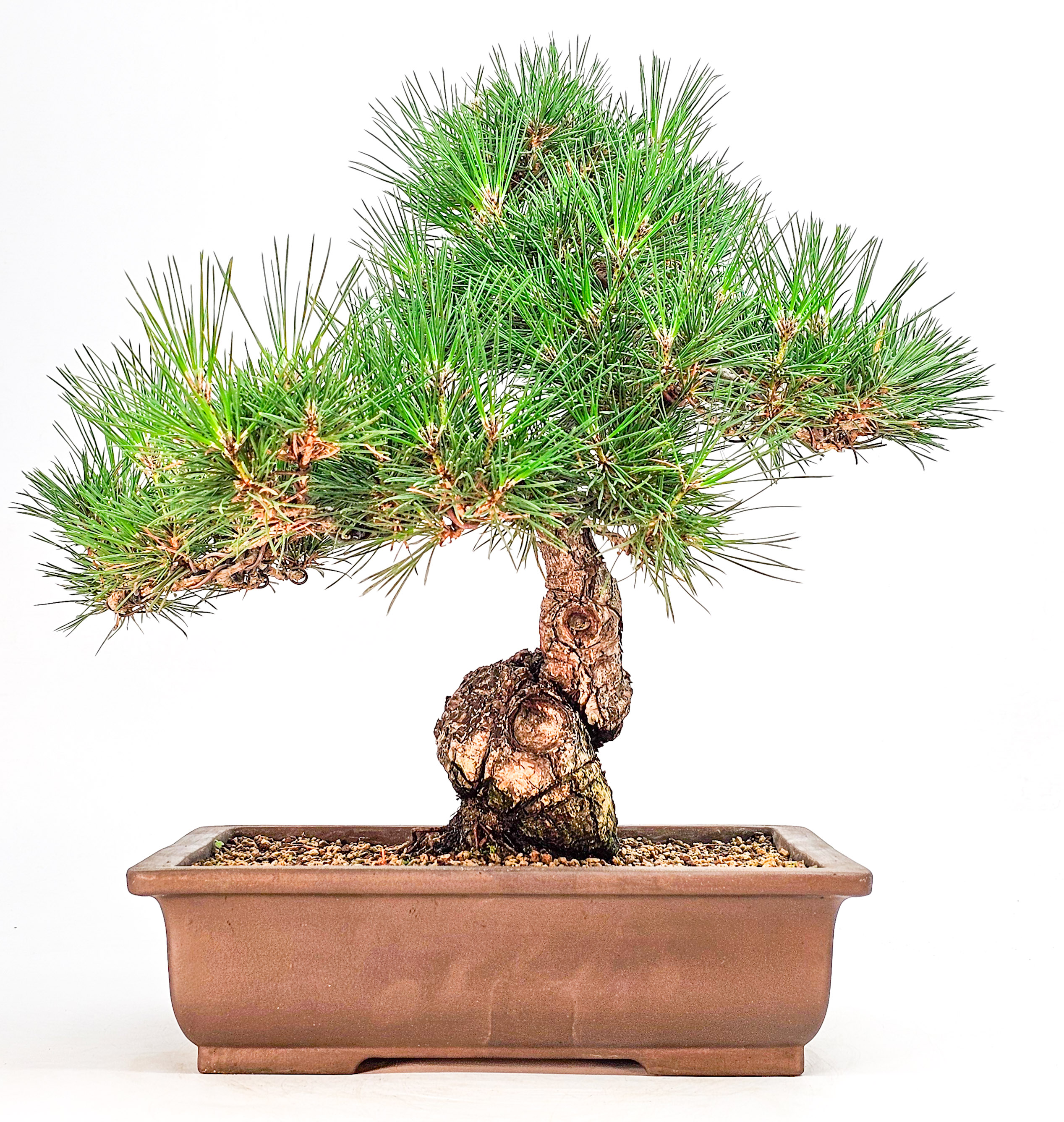 Bonsai Schwarzkiefer - Pinus thunbergii 36cm 