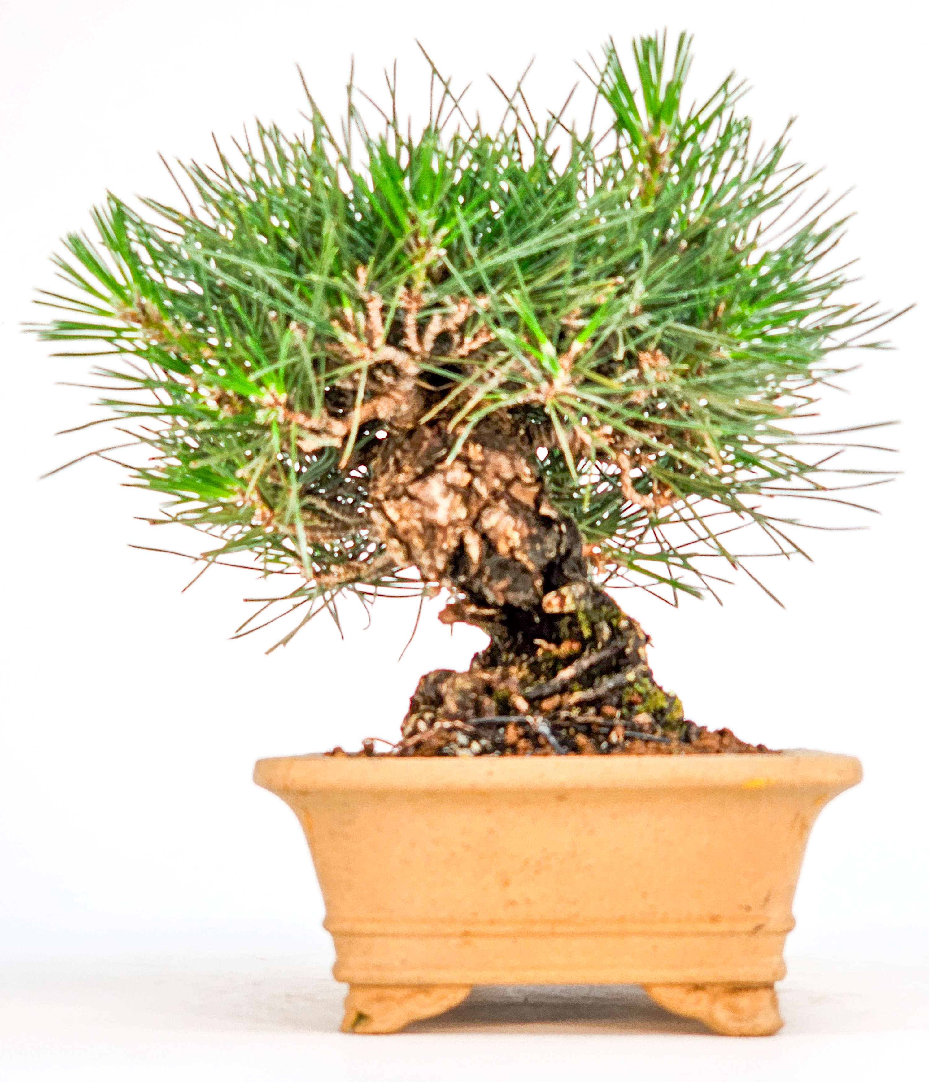 Bonsai Schwarzkiefer - Pinus thunbergii Shohin 14cm   