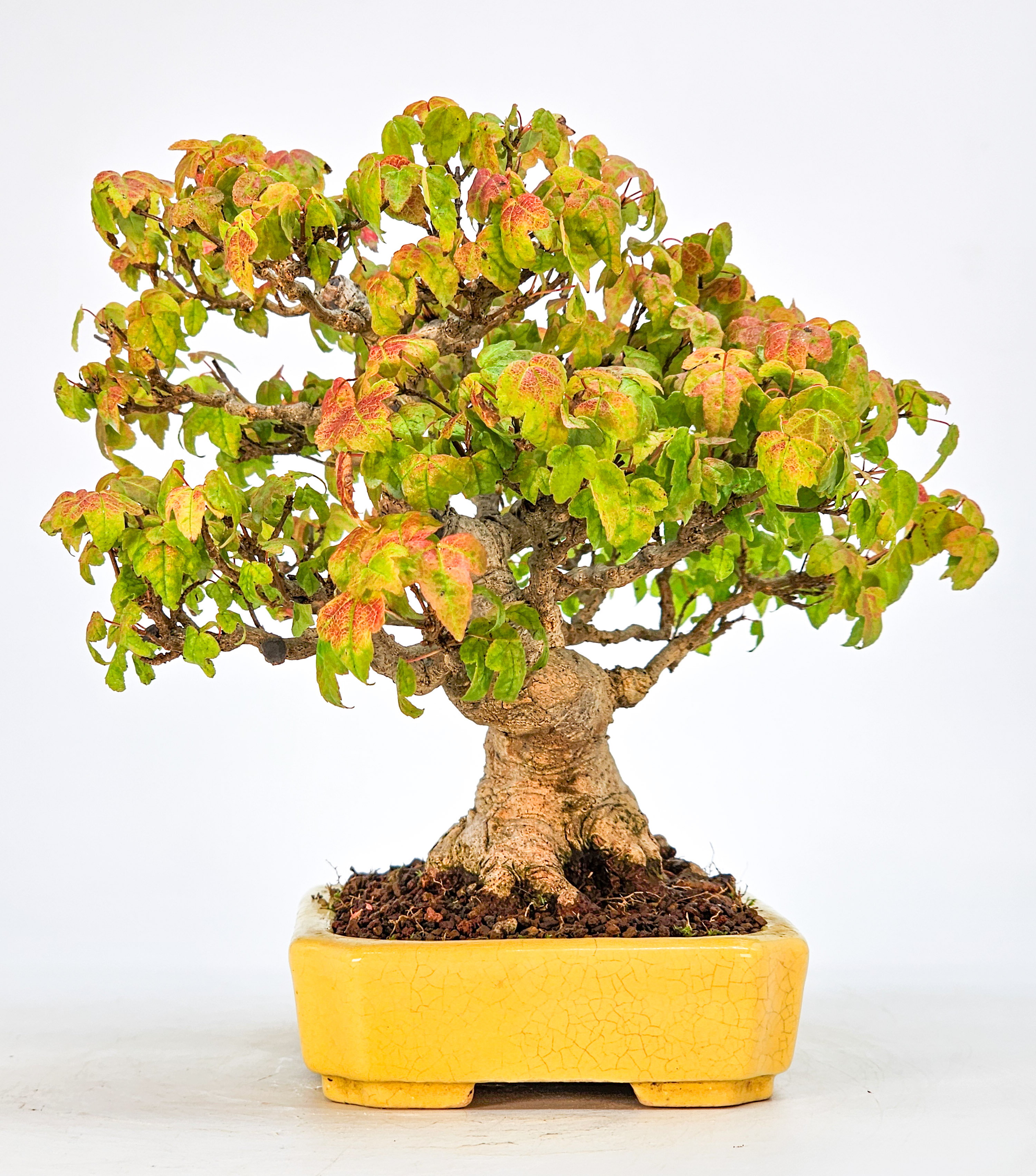 Bonsai Dreispitzahorn - Acer buergerianum 16cm