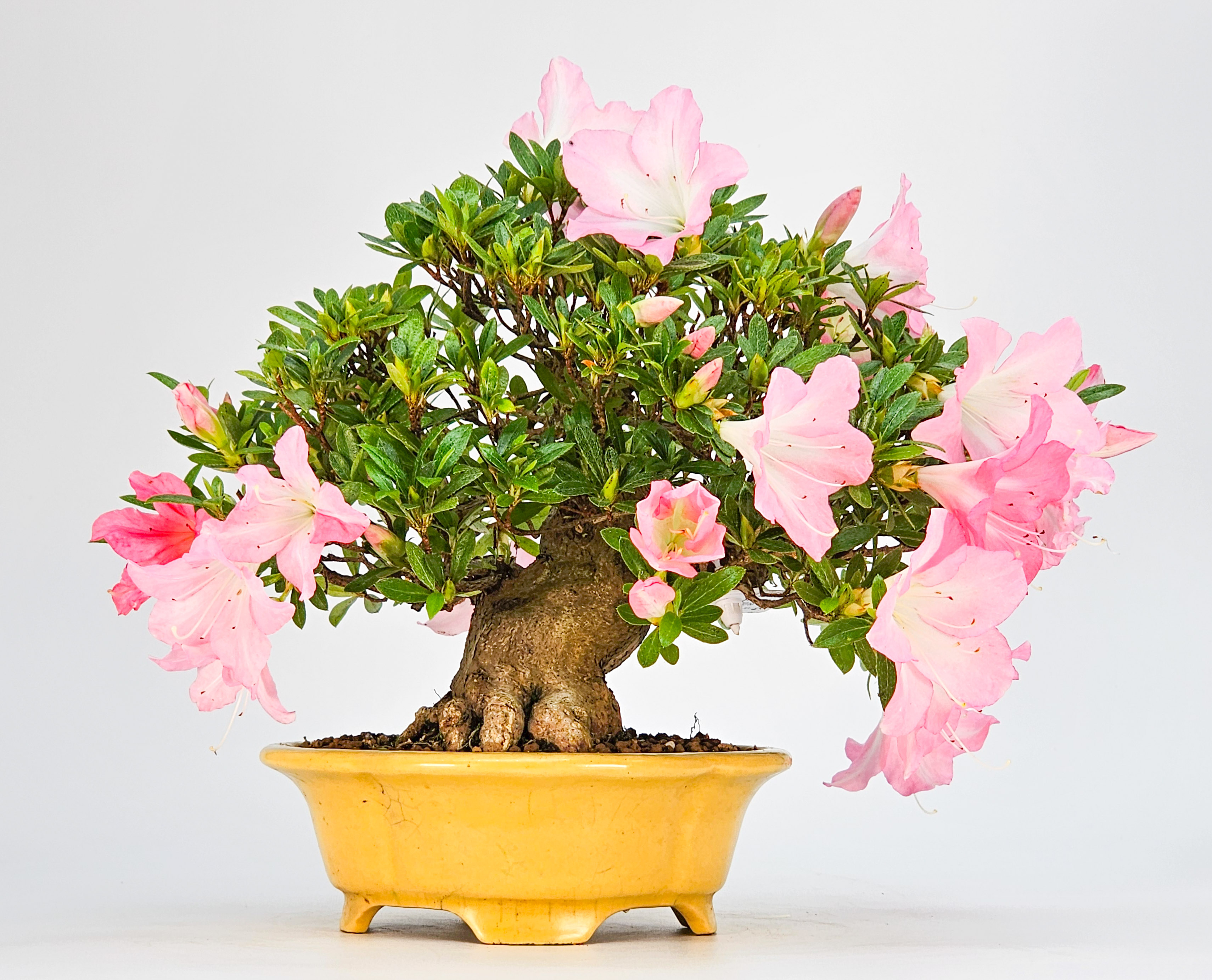 Bonsai Azalee - Rhododendron indicum - Shugestu Shohin 18cm Video!!