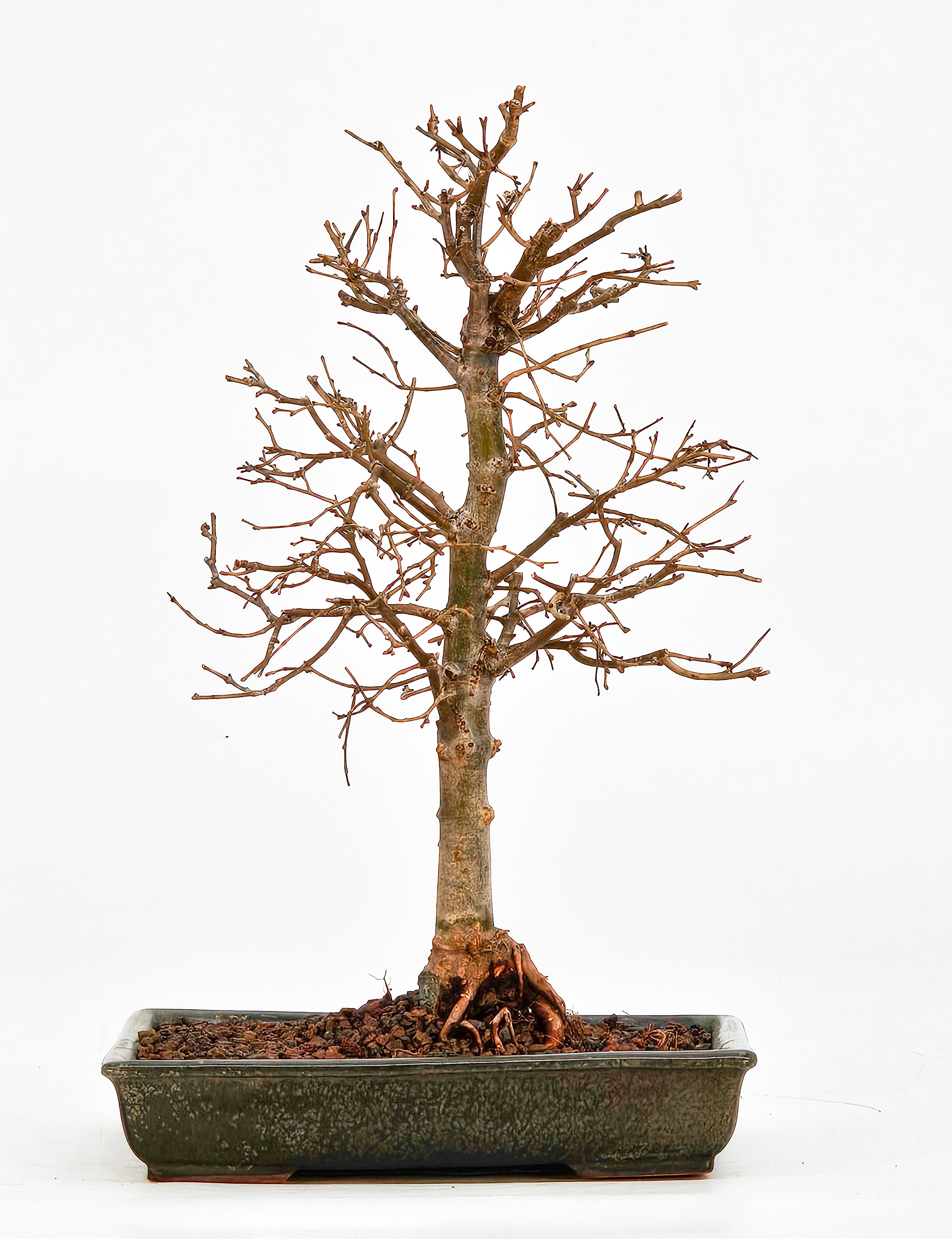 Bonsai Zelkova serrata Shohin 18,5cm