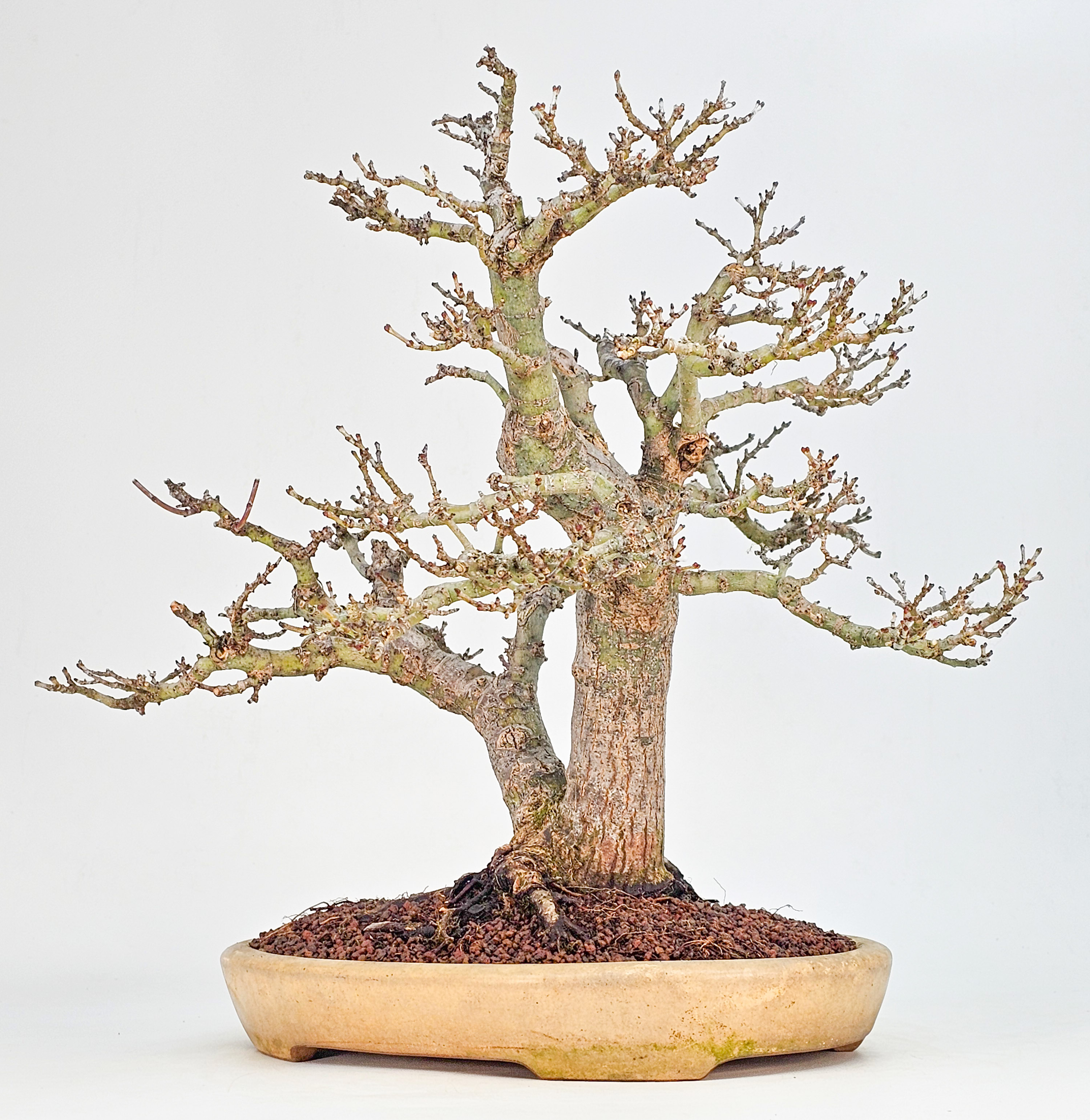 Bonsai Premium Löwenkopfahorn- Acer palmatum Shishigashira 31cm    