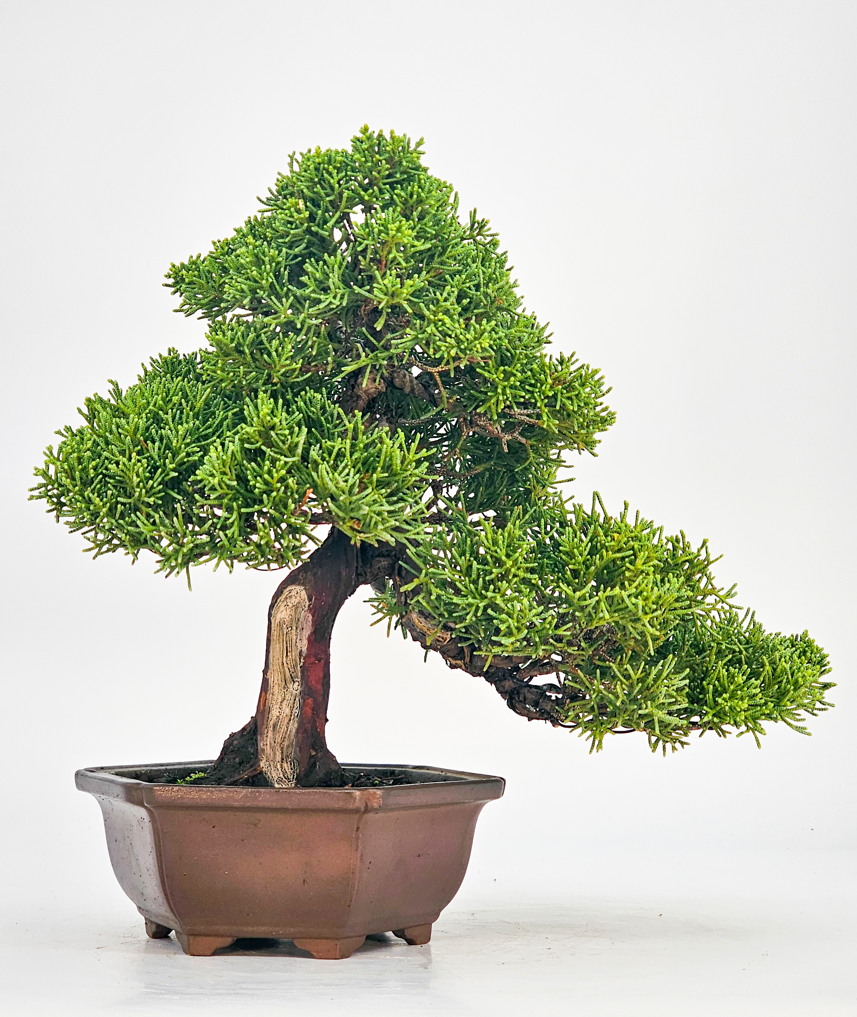 Bonsai Wacholder Juniperus chinensis Shohin 21cm