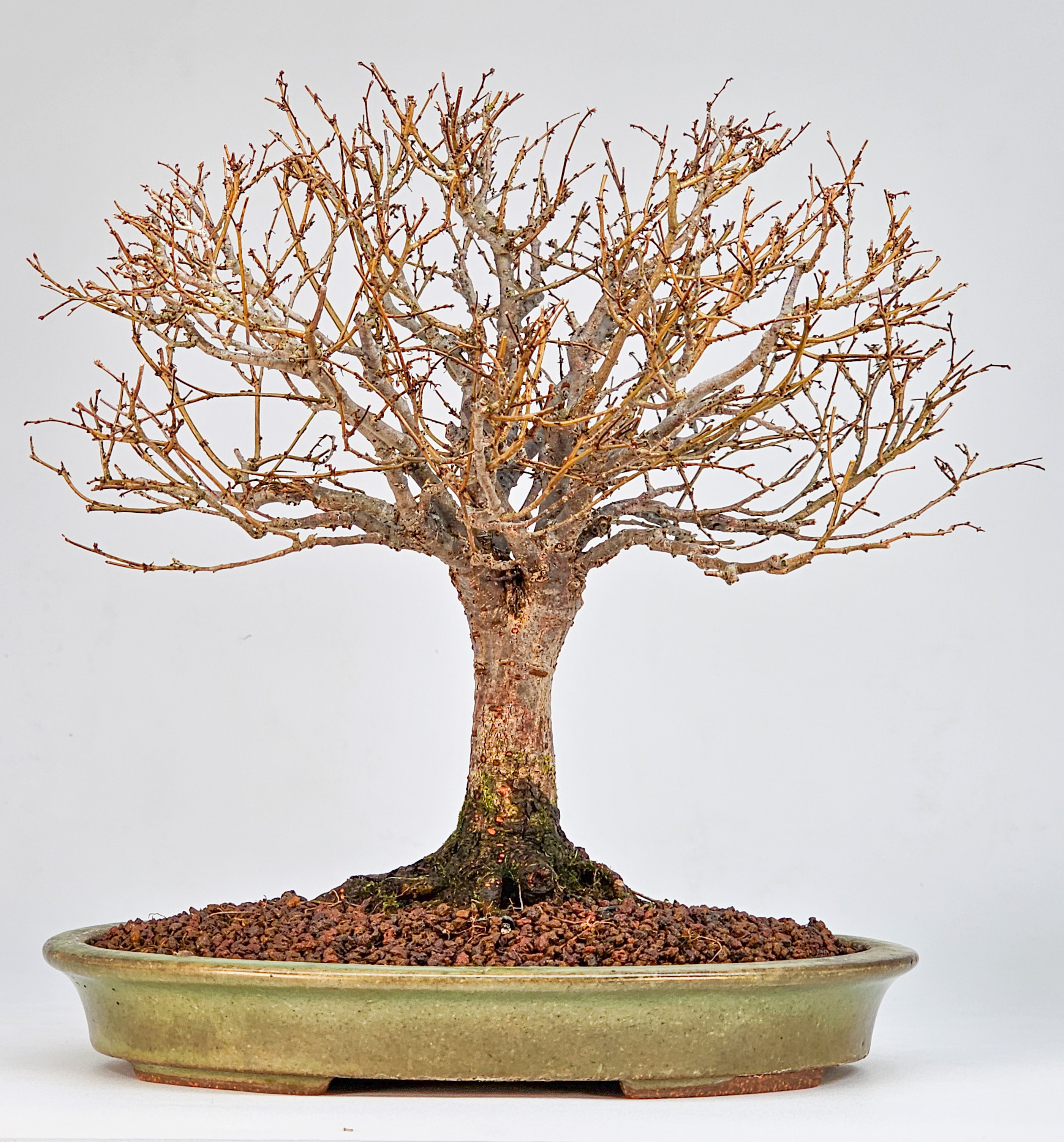 Bonsai Zelkova Shohin 21cm