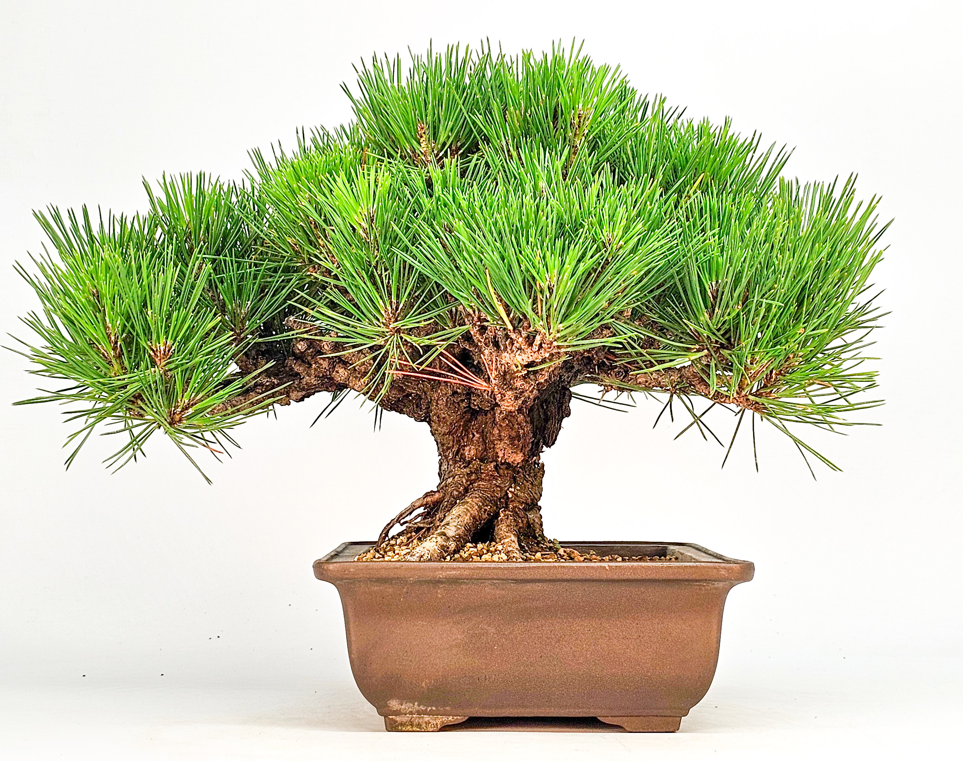 Bonsai Schwarzkiefer - Pinus thunbergii 26cm  