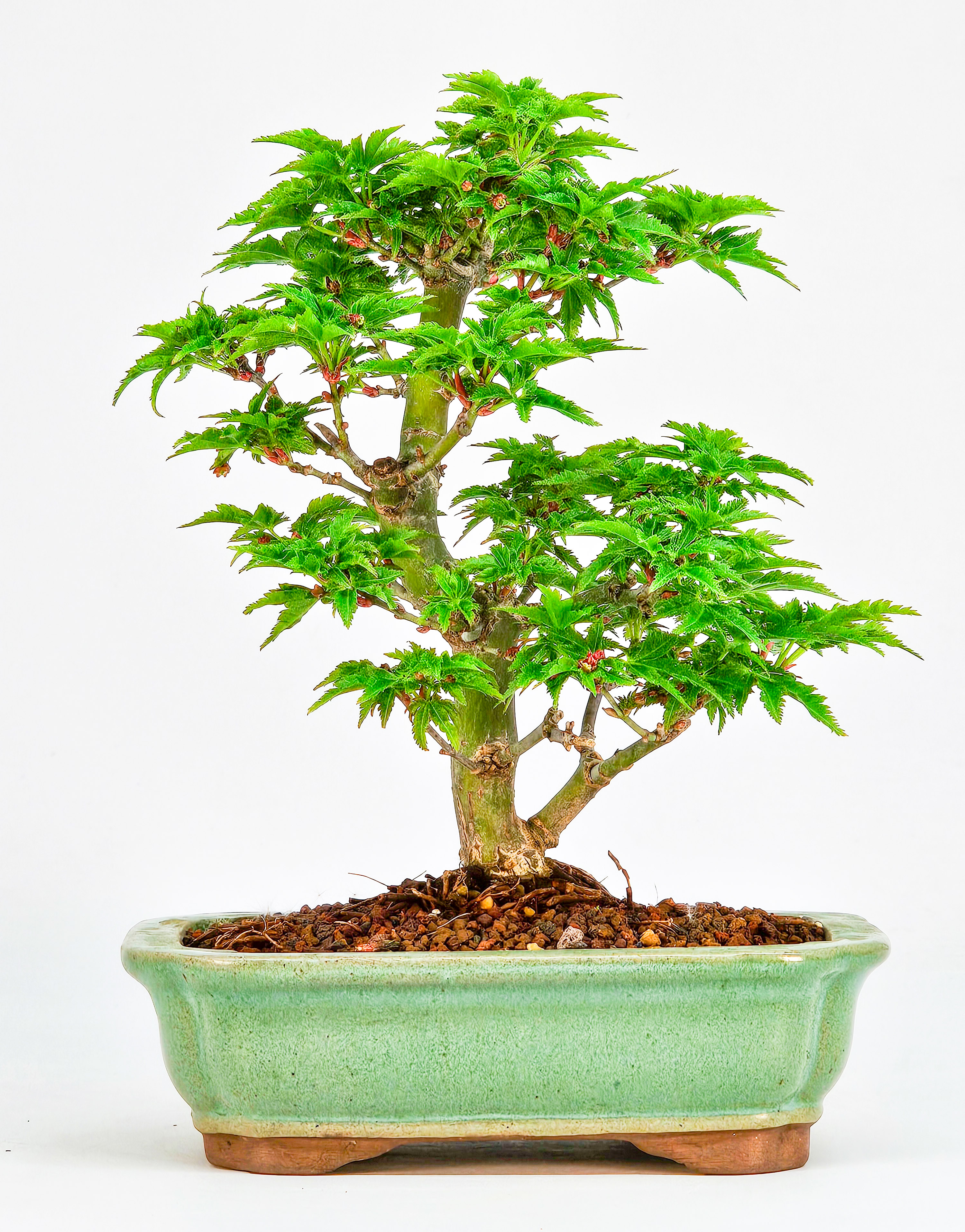 Bonsai Löwenkopfahorn- Acer palmatum Shishigashira Shohin 14cm    