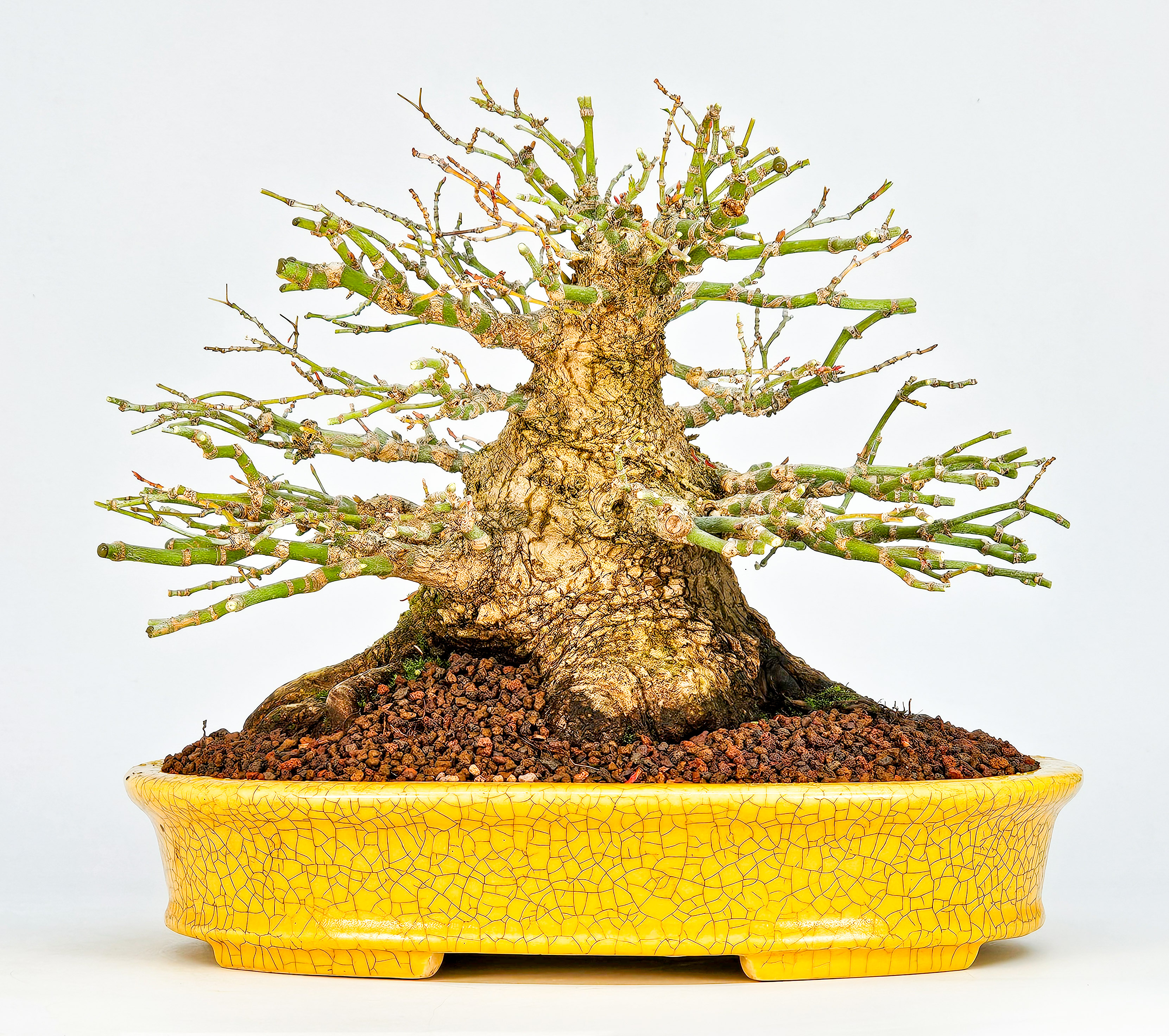 Bonsai Fächerahorn - Acer palmatum Shohin 21cm Video!! Bonsai Fächerahorn - Acer palmatum Shohin 21cm Video!!