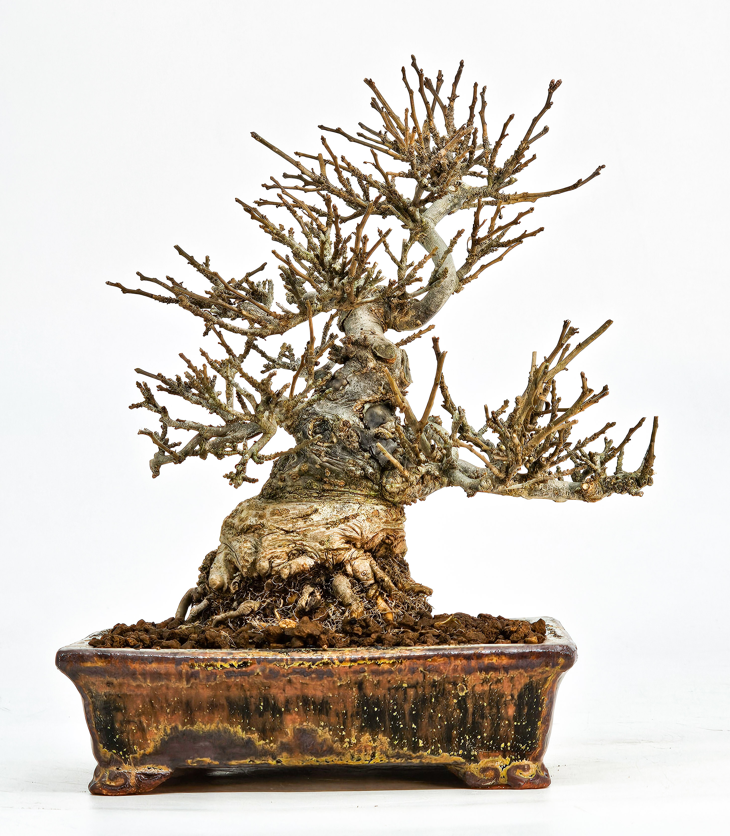 Bonsai Jap. Winterbeere - Ilex serrata Shohin 17cm - Video!!