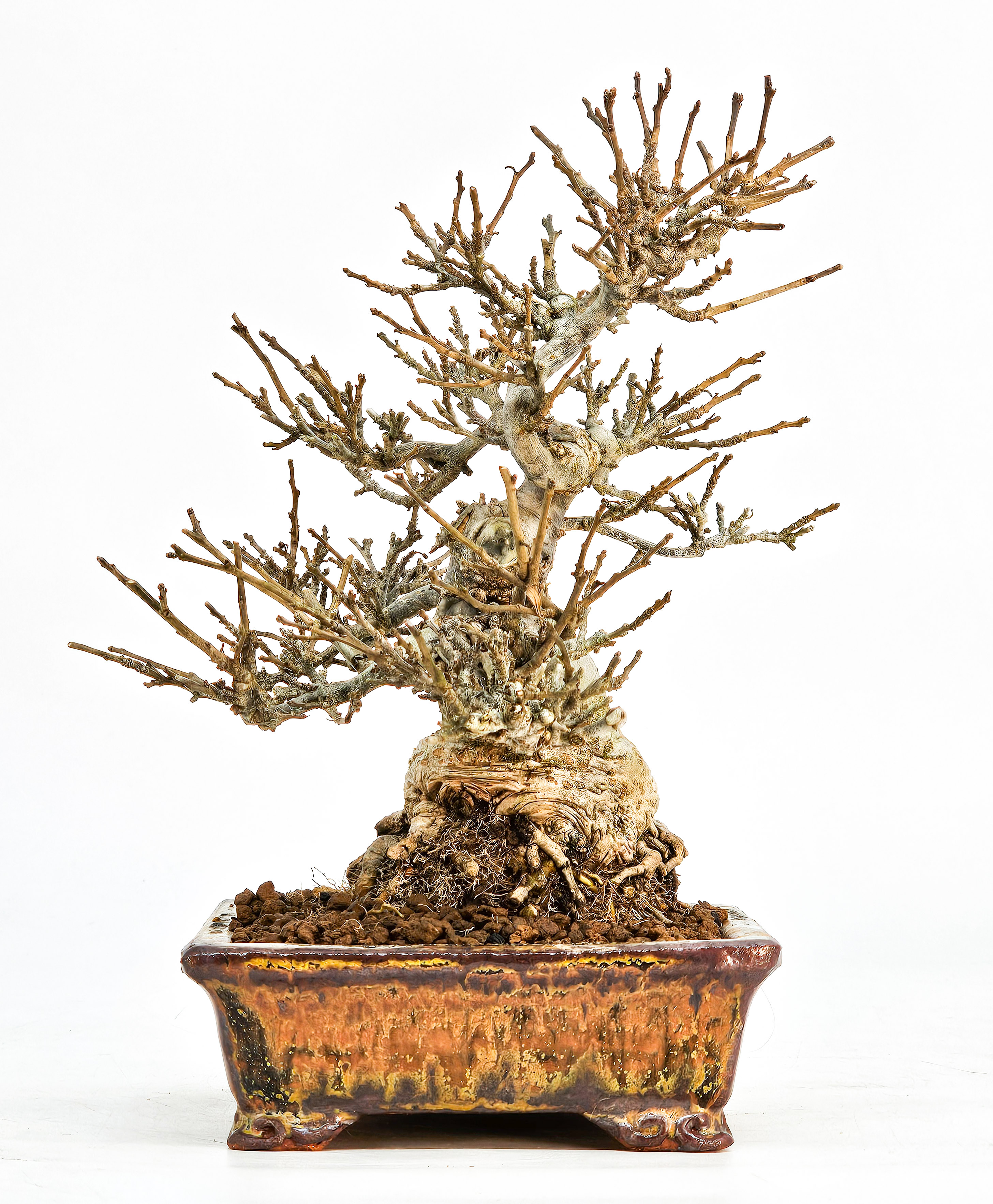 Bonsai Jap. Winterbeere - Ilex serrata Shohin 17cm - Video!!