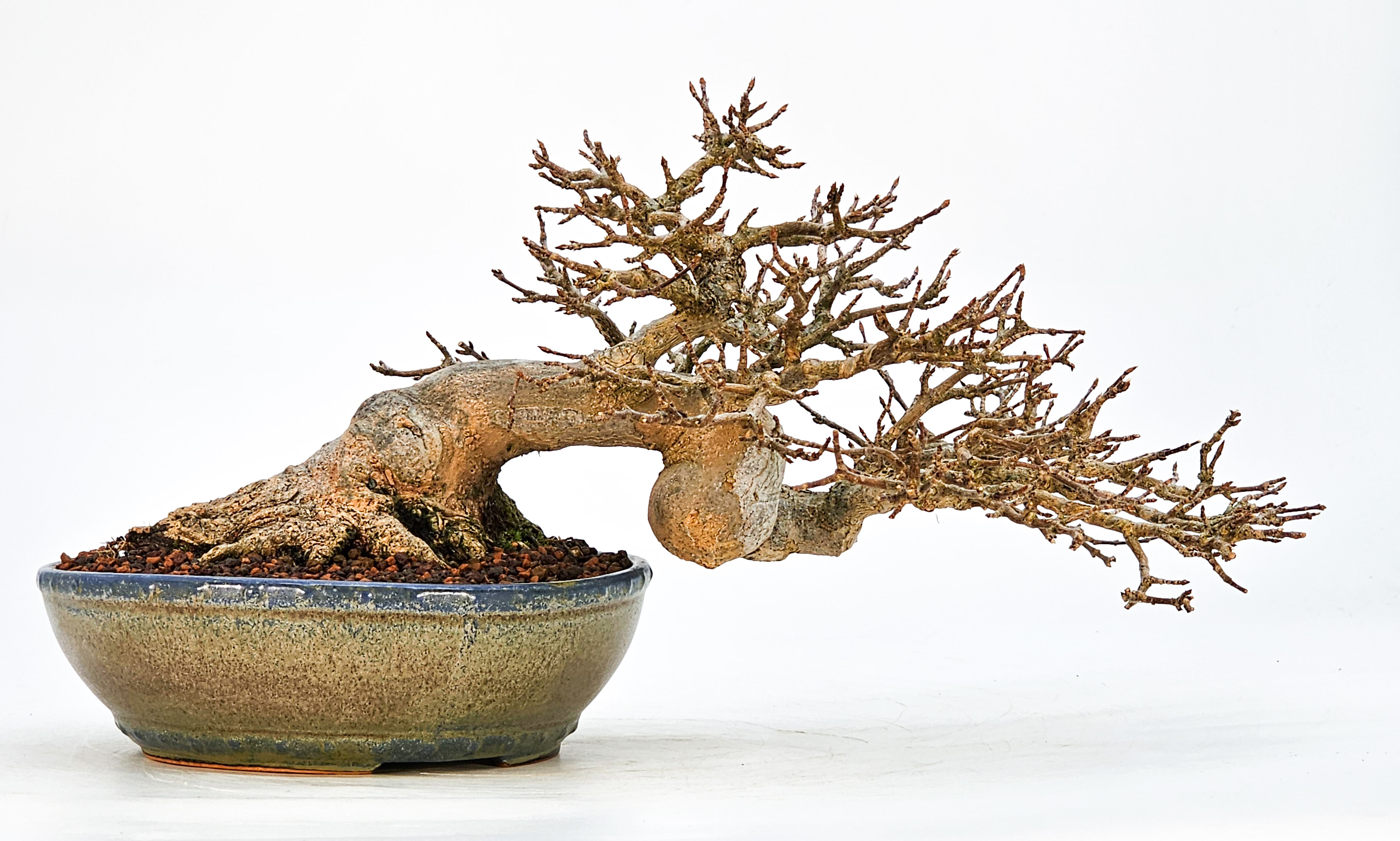 Bonsai Dreispitzahorn - Acer buergerianum 14cm Bonsai Dreispitzahorn - Acer buergerianum 14cm