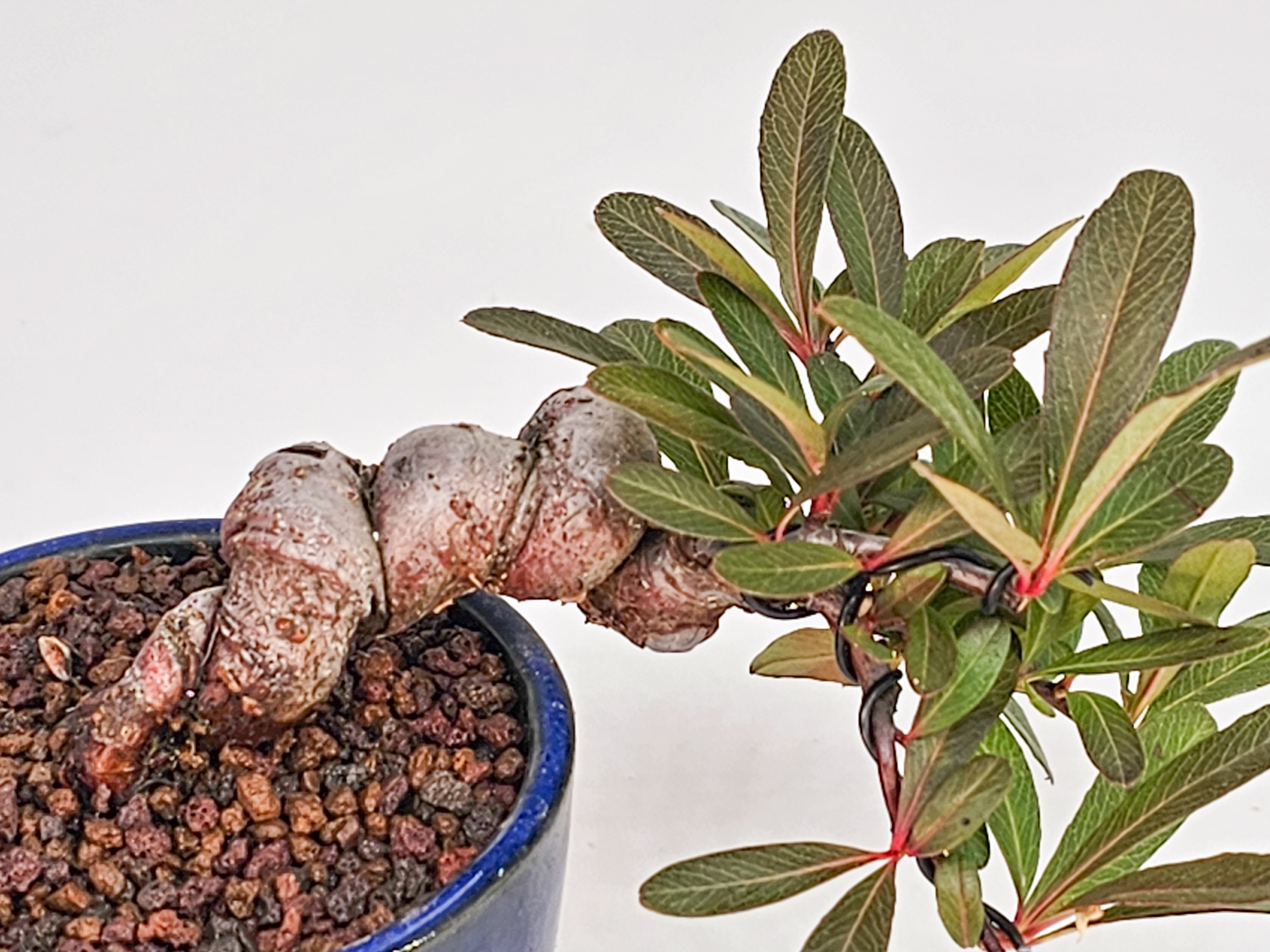 Bonsai Japanischer Liguster - Ligustrum japonicum 5cm