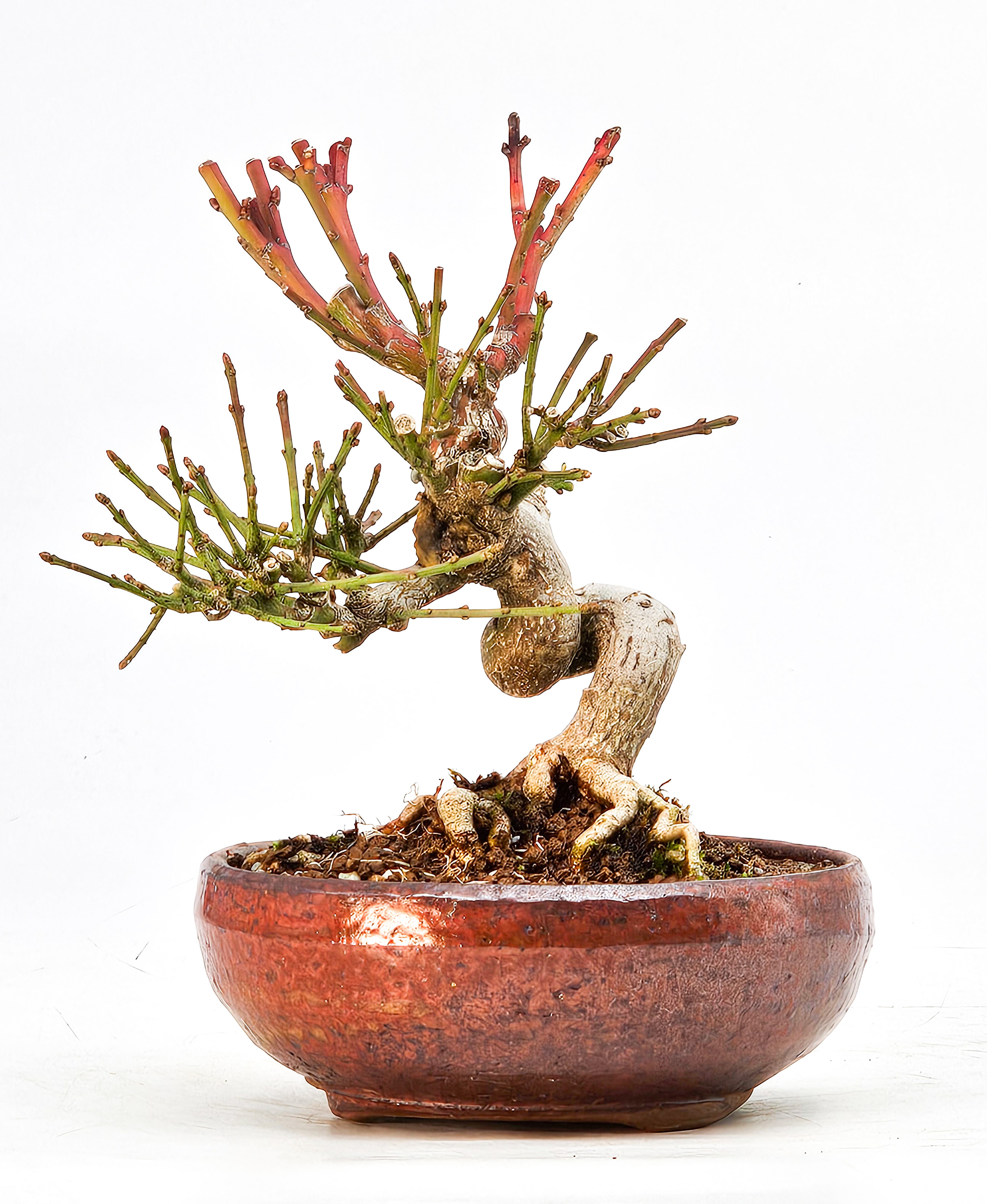  Bonsai Pfaffenhütchen - Euonymus Shohin 12cm 