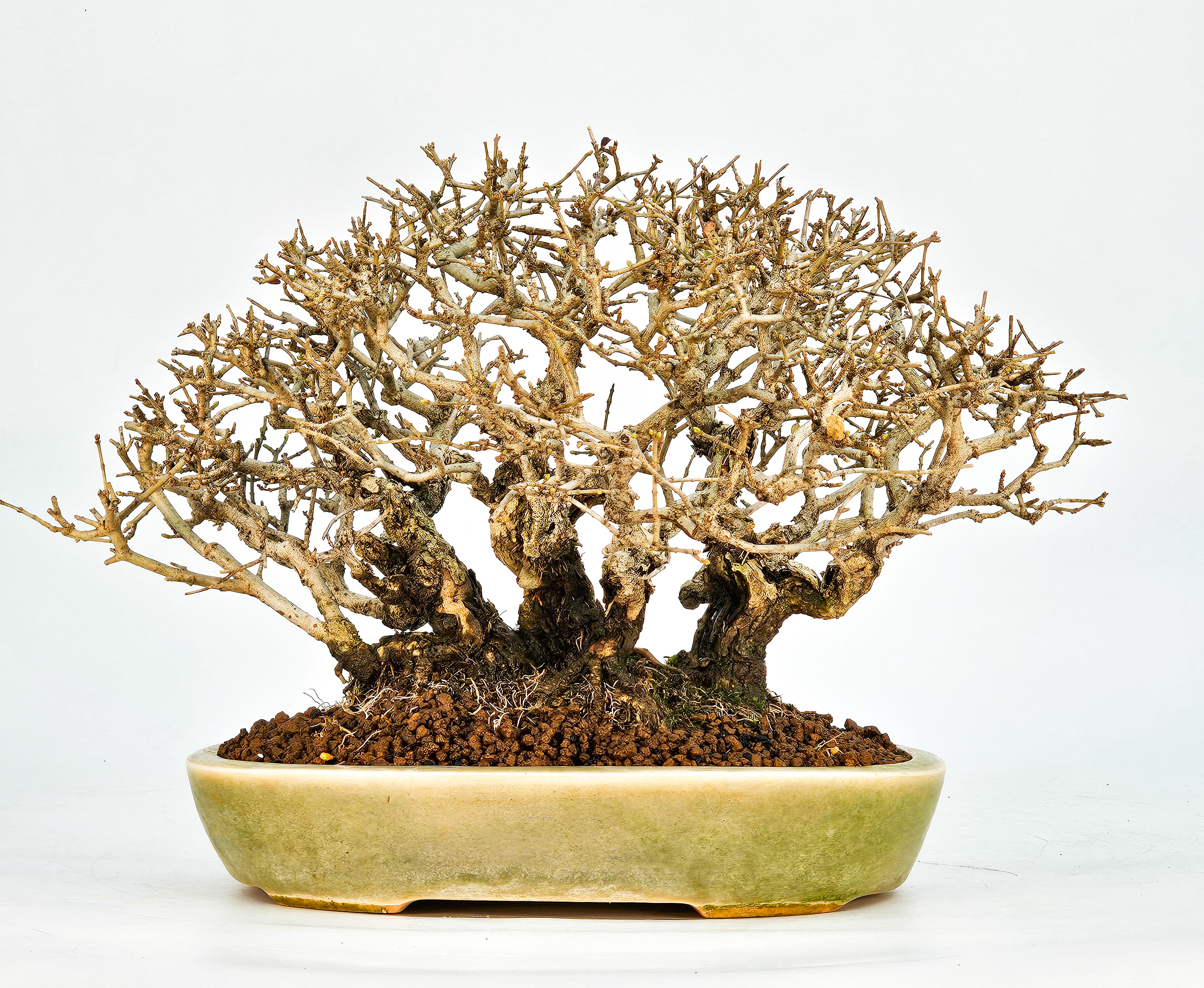Bonsai Shohin Ligustrum 18cm Video!!