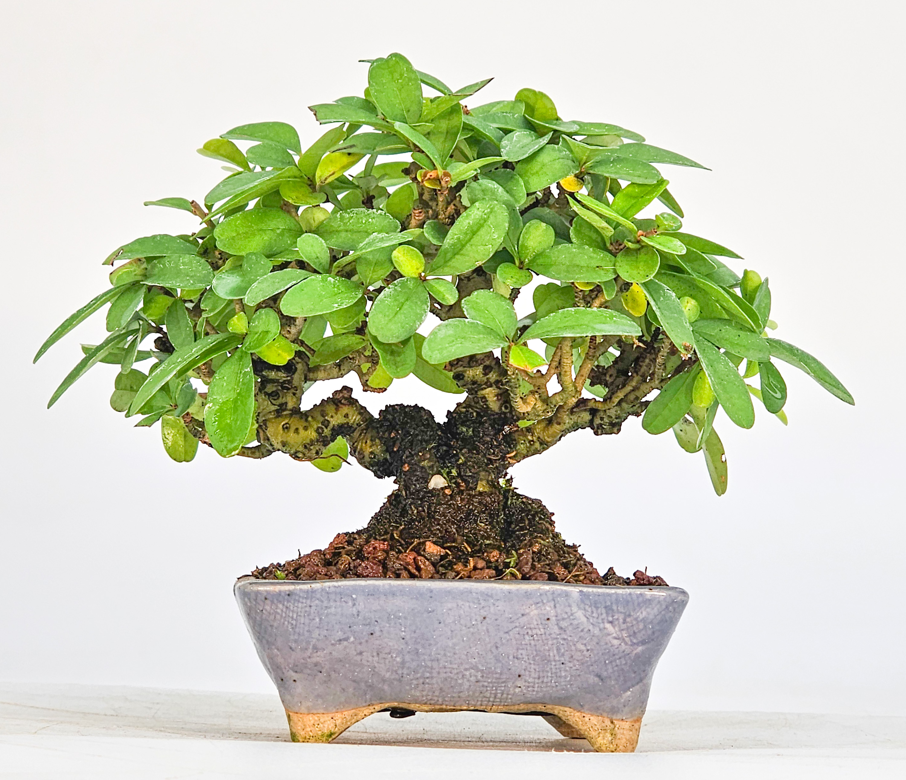 Bonsai Japanischer Liguster - Ligustrum japonicum Shohin 8cm
