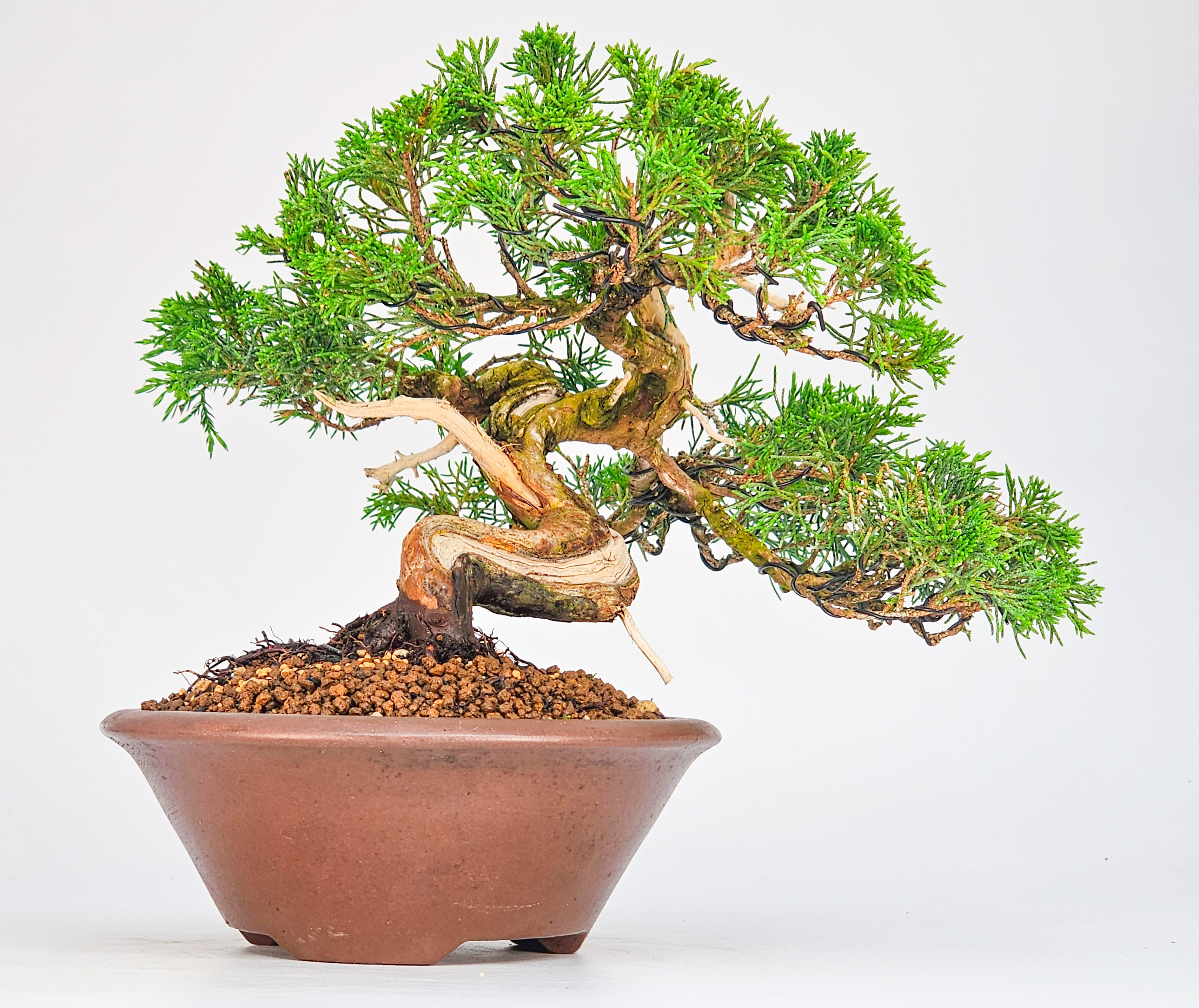 Bonsai Wacholder -Juniperus chinensis Shohin 17cm