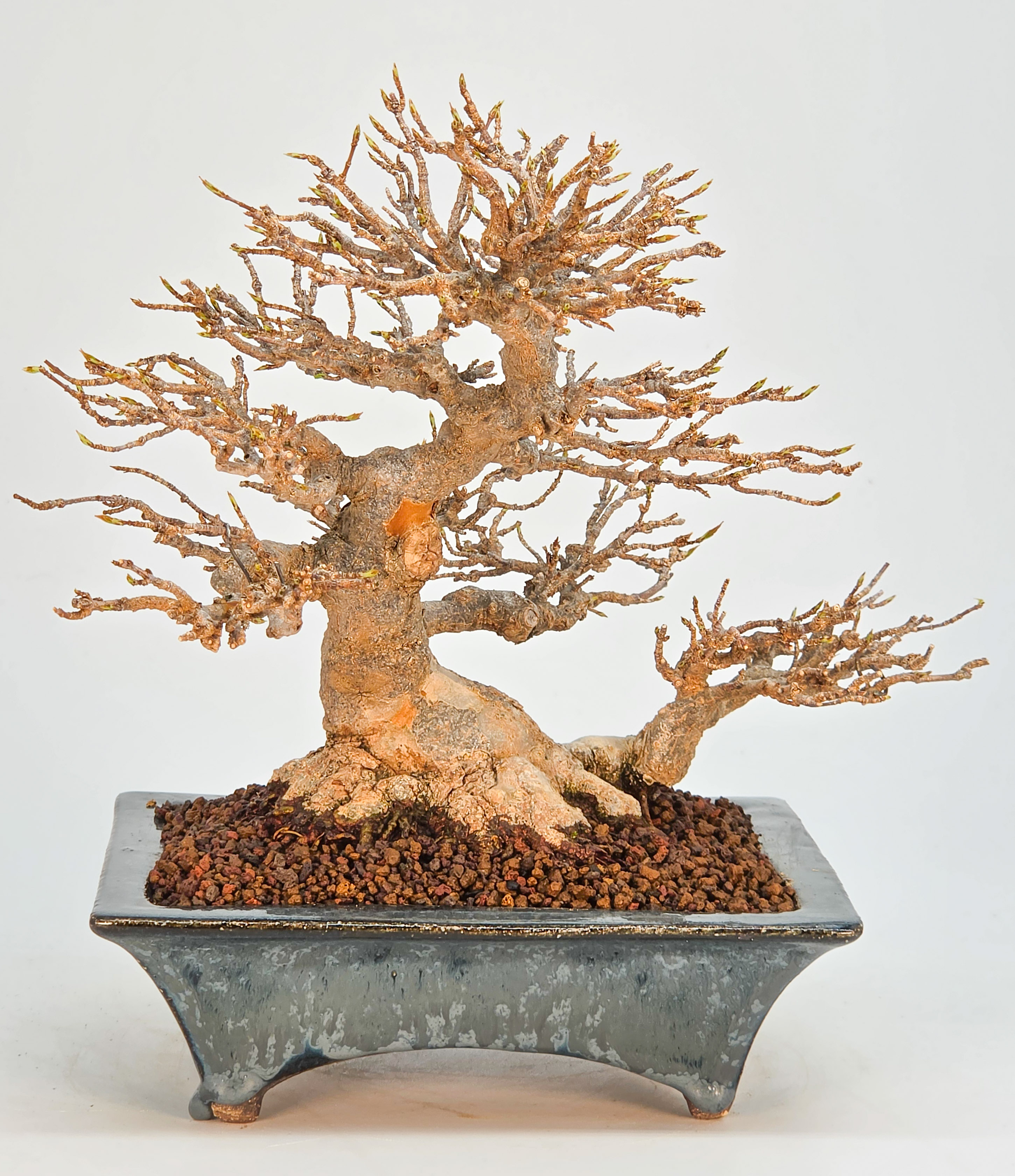 Bonsai Premium Dreispitzahorn - Acer buergerianum Shohin 20cm Video!!