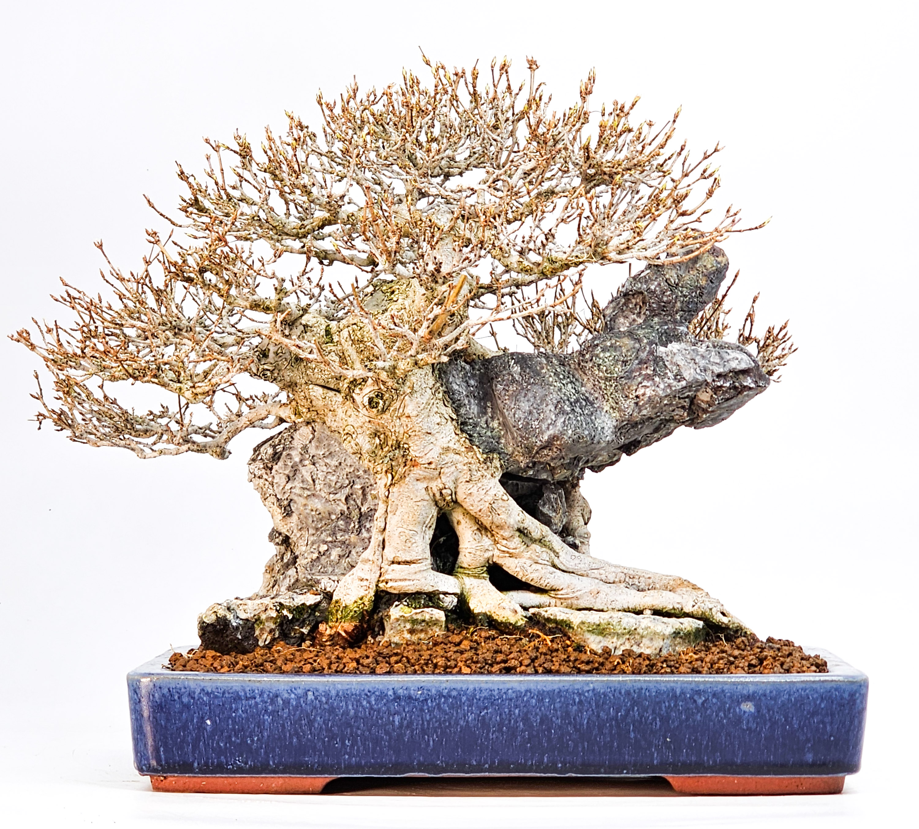 Bonsai Dreispitzahorn - Acer buergerianum Ishizuki 25cm Video!!