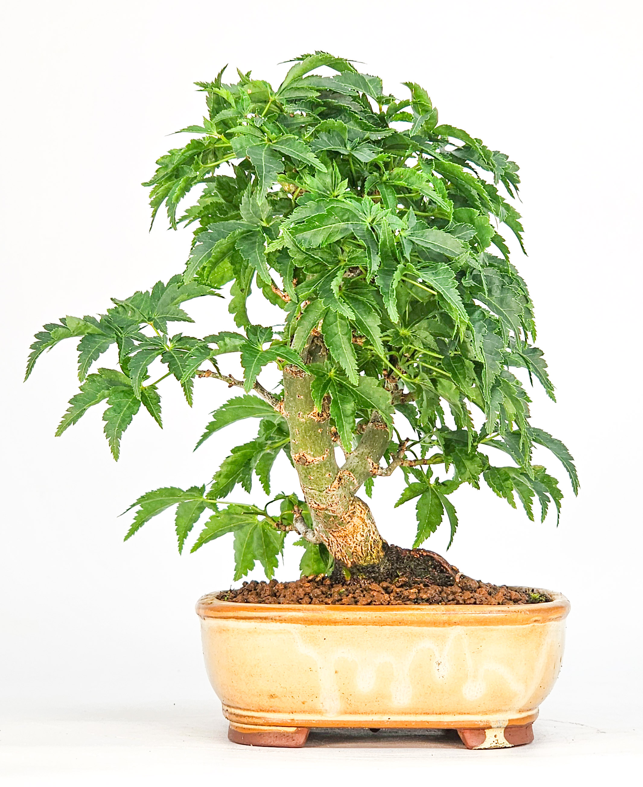 Bonsai Löwenkopfahorn- Acer palmatum Shishigashira Shohin 14cm
